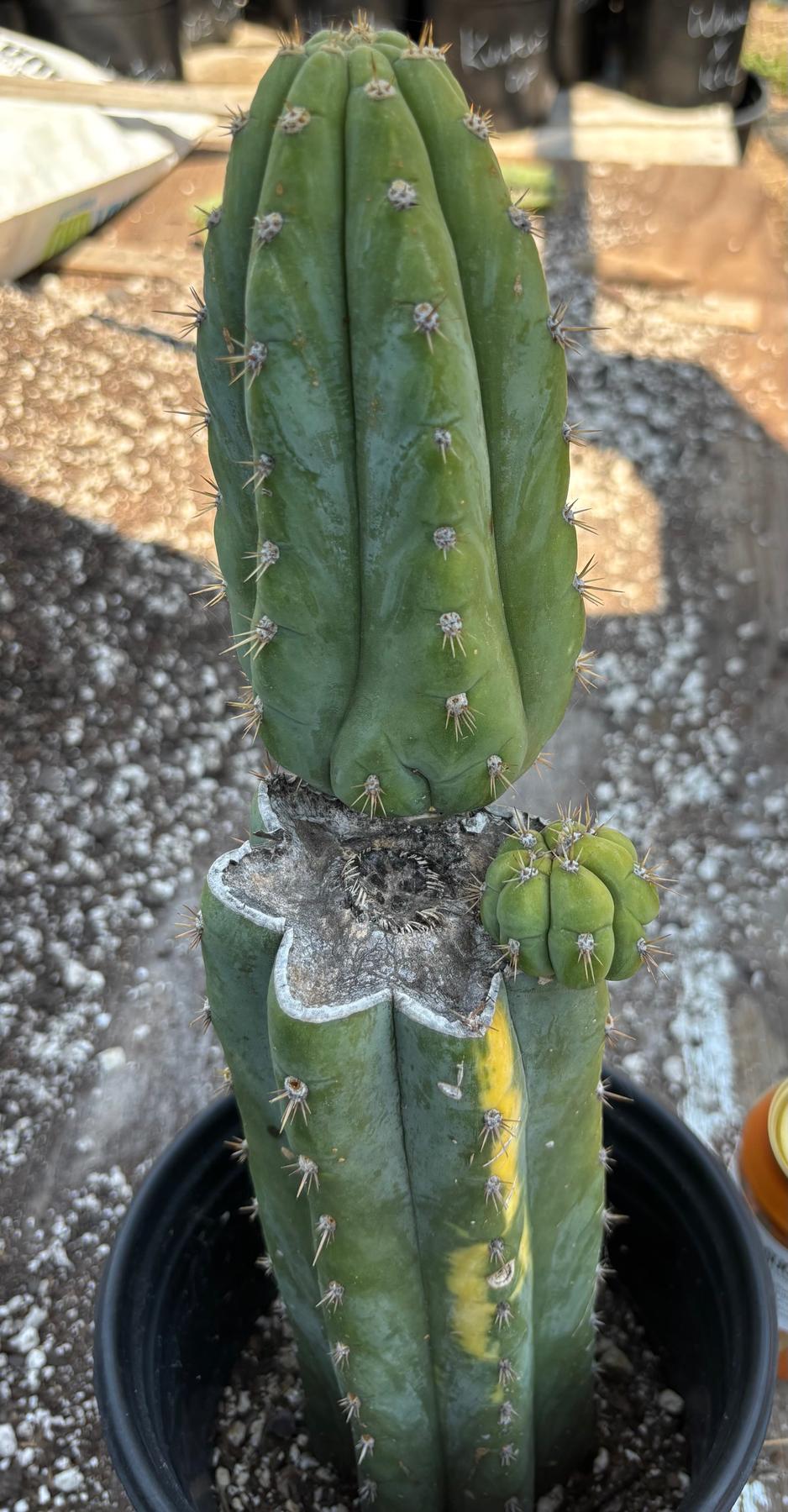 #EC37 EXACT Trichocereus Hybrid Pachanoi China Gold Variegated Cactus 15”-Cactus - Large - Exact-The Succulent Source
