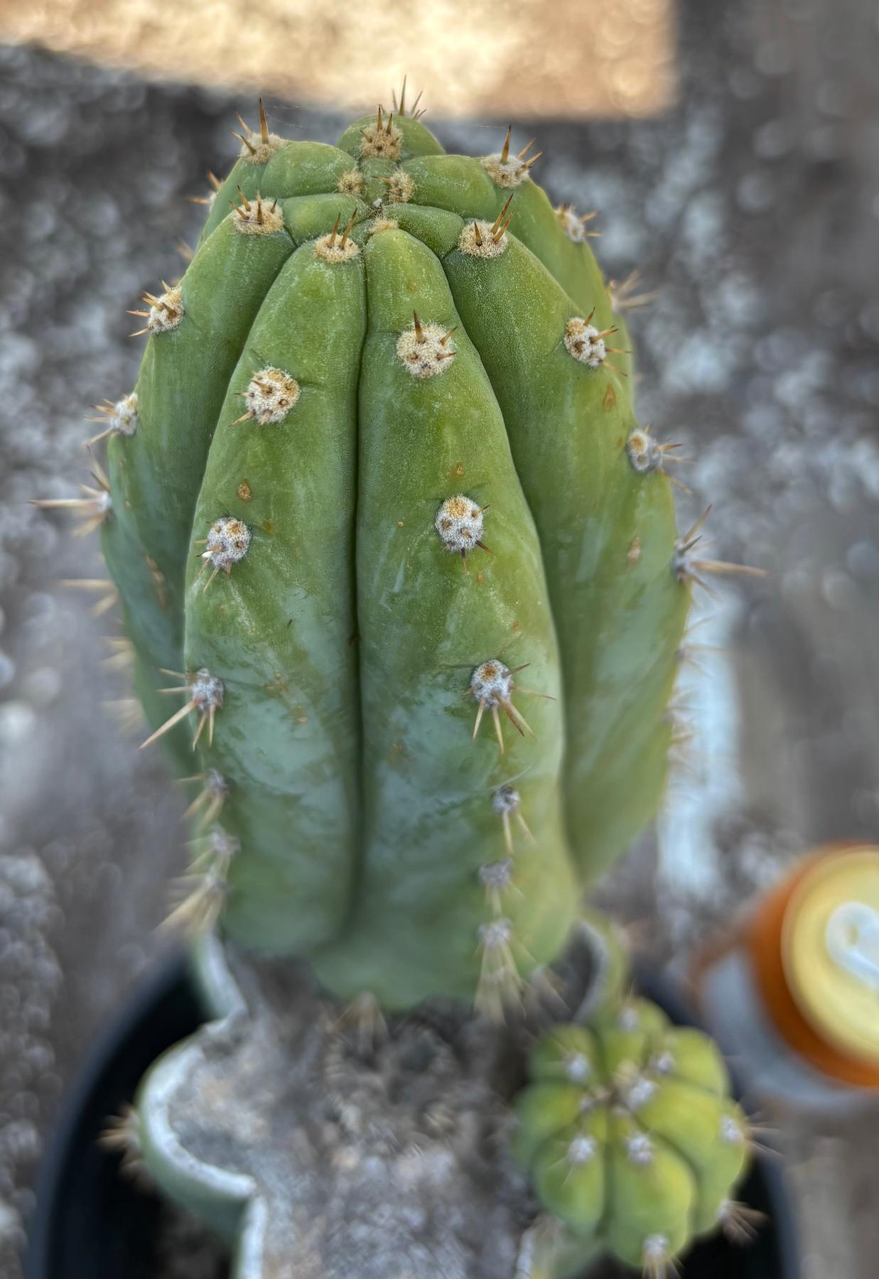 #EC37 EXACT Trichocereus Hybrid Pachanoi China Gold Variegated Cactus 15”-Cactus - Large - Exact-The Succulent Source