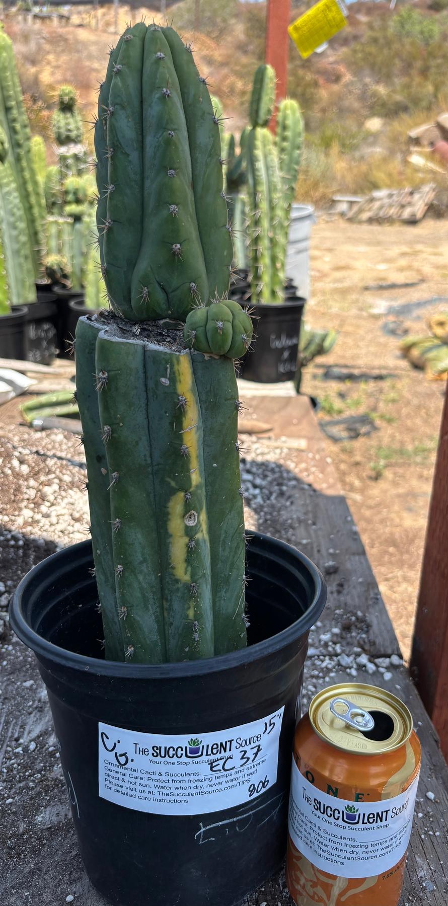 #EC37 EXACT Trichocereus Hybrid Pachanoi China Gold Variegated Cactus 15”-Cactus - Large - Exact-The Succulent Source