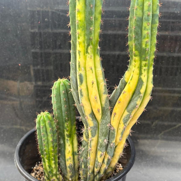 San Pedro Cactus for Sale Trichocereus - #EC37 EXACT Trichocereus