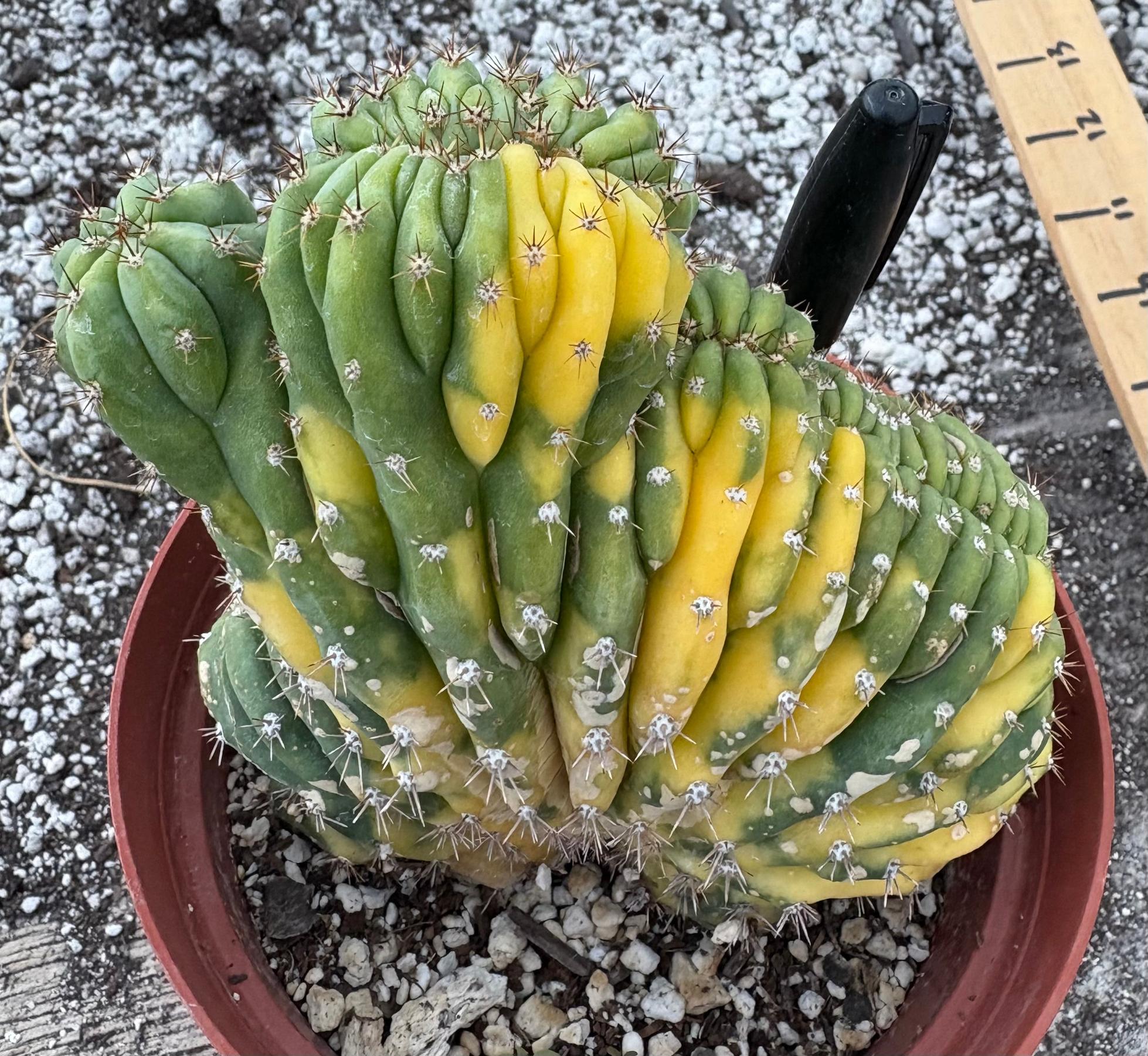 #EC37 EXACT Trichocereus Hybrid Pachanoi China Gold Variegated Crested Cactus-Cactus - Large - Exact-The Succulent Source