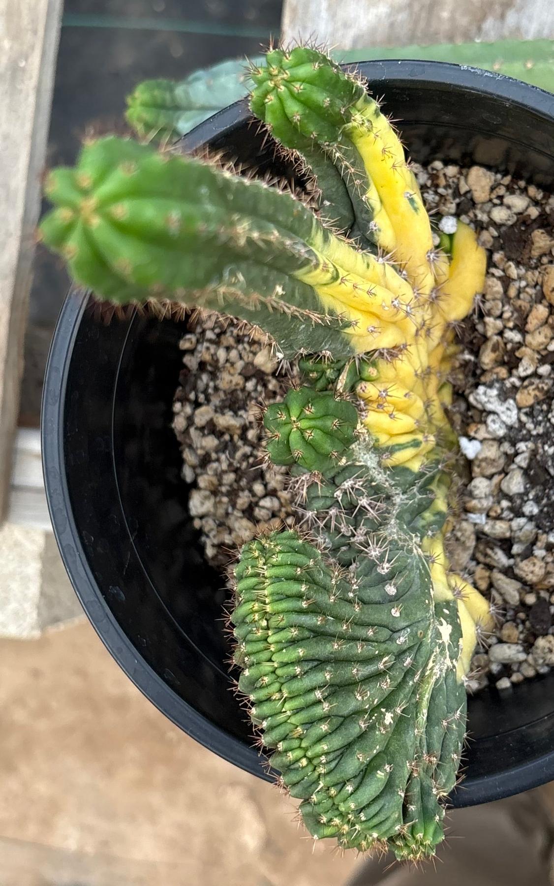 #EC37 EXACT Trichocereus Hybrid Pachanoi China Gold Variegated Crested Cactus-Cactus - Large - Exact-The Succulent Source