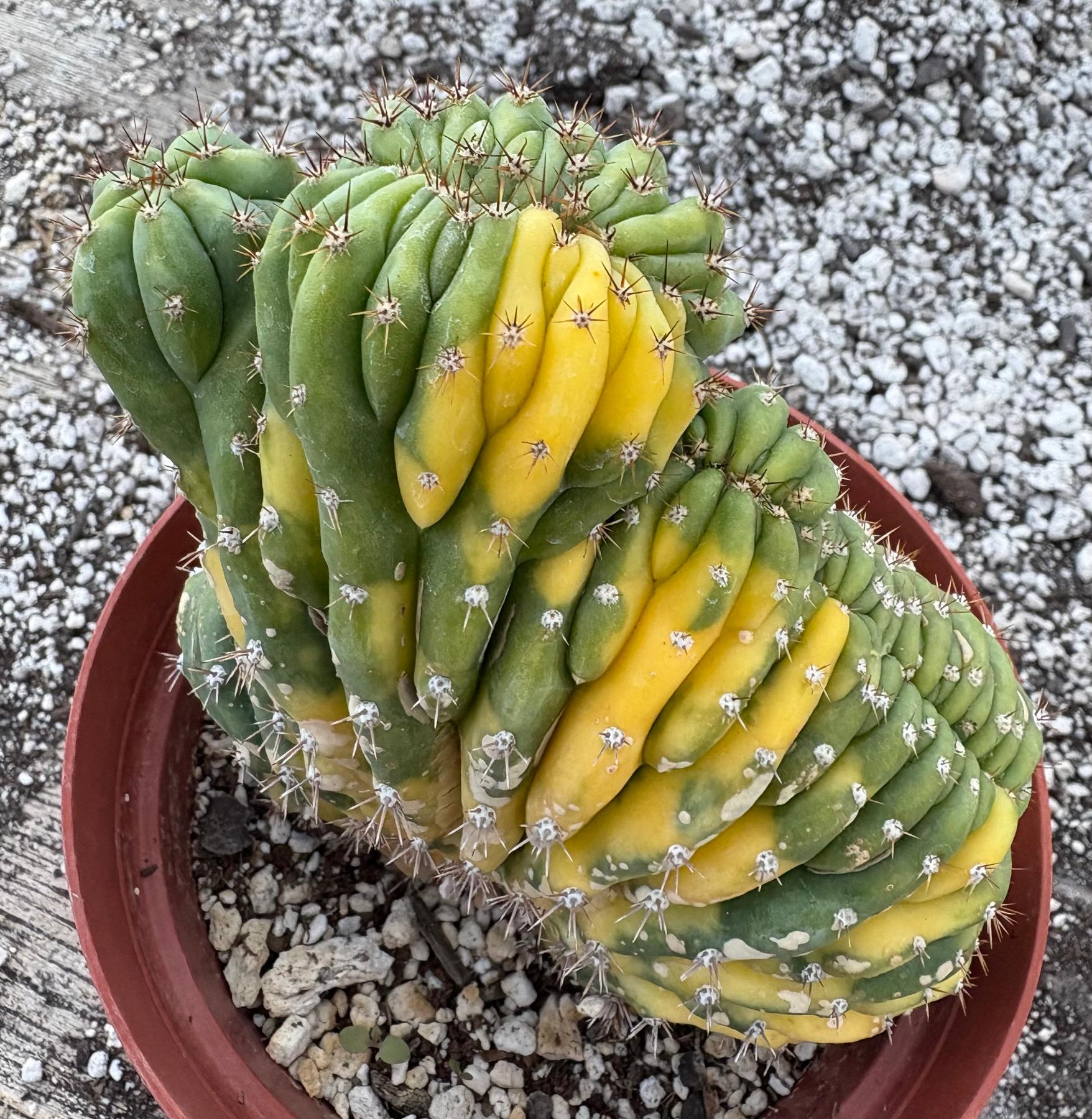 #EC37 EXACT Trichocereus Hybrid Pachanoi China Gold Variegated Crested Cactus-Cactus - Large - Exact-The Succulent Source