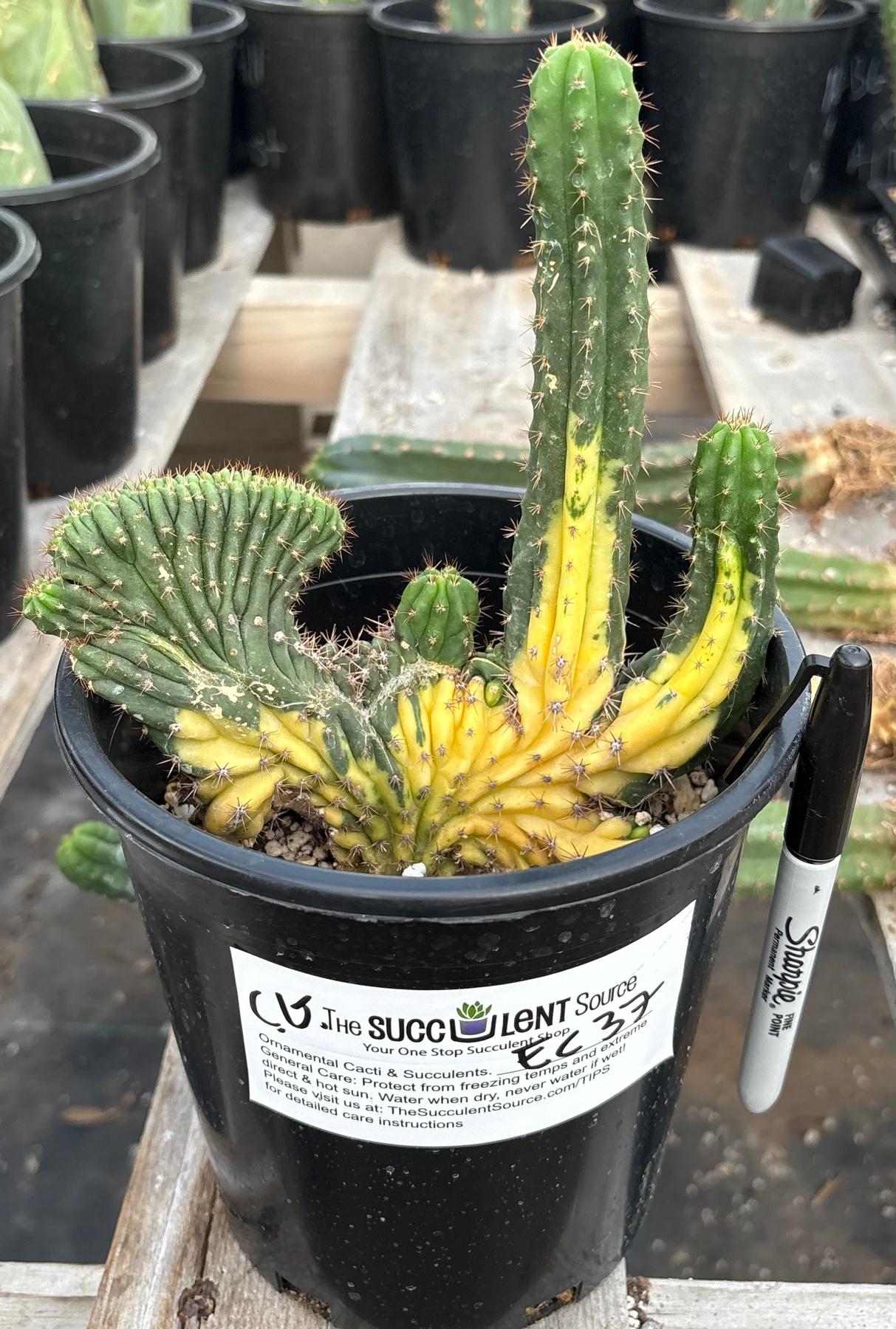 #EC37 EXACT Trichocereus Hybrid Pachanoi China Gold Variegated Crested Cactus-Cactus - Large - Exact-The Succulent Source