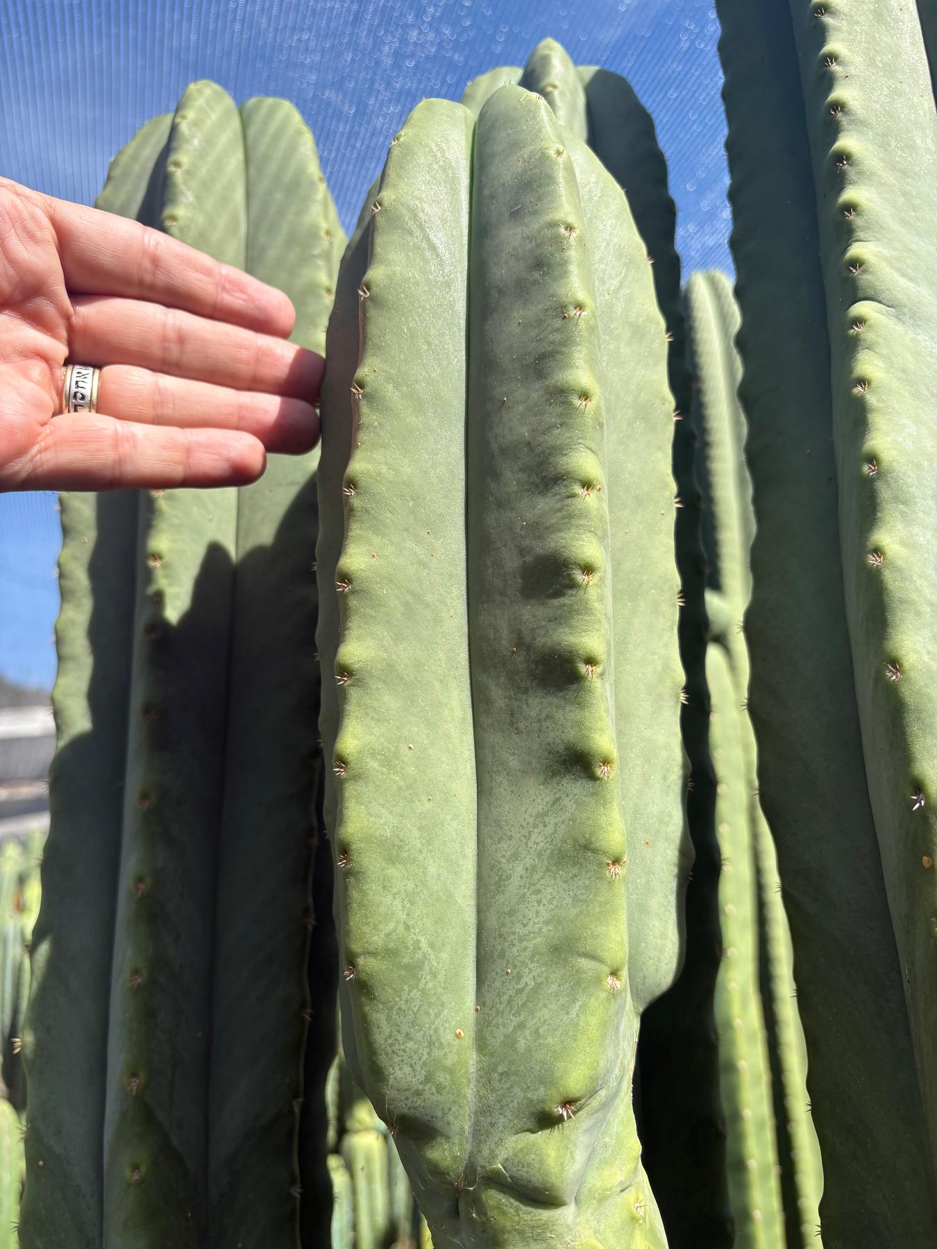 #EC370 EXACT Trichocereus Hybrid Brighton Cordobensis X Scop Kirsty Cactus Cutting 10”-Cactus - Large - Exact-The Succulent Source