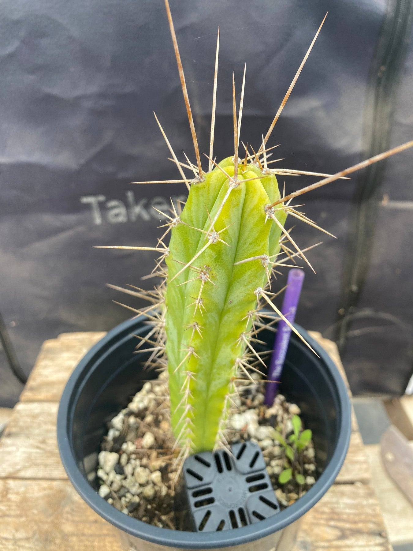#EC371 EXACT Trichocereus Anok X SS02 Cactus 8.5”-Cactus - Large - Exact-The Succulent Source