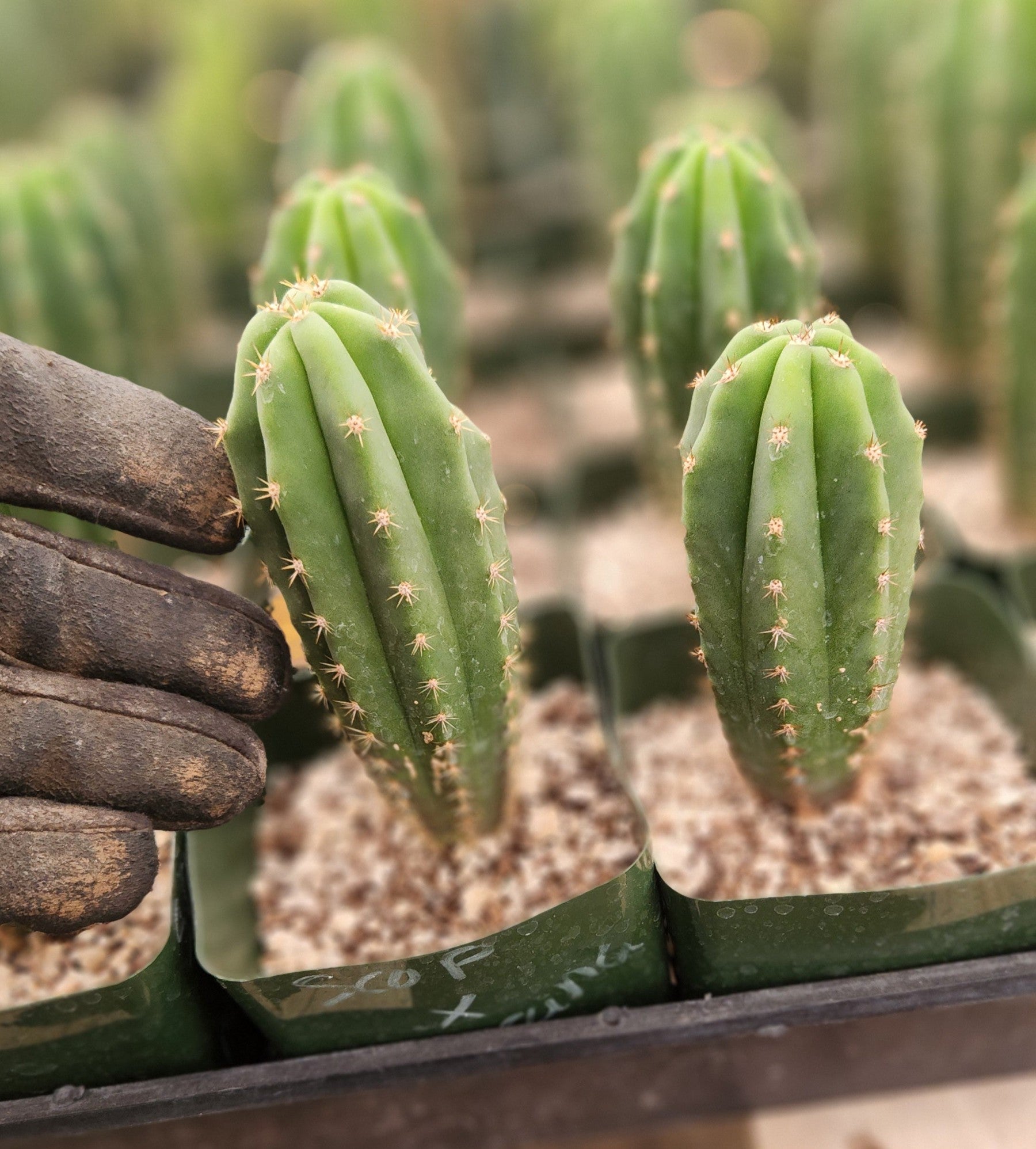 #EC371 EXACT Trichocereus Scopulicola X Matucana plug seedlings 3-4”-Cactus - Large - Exact-The Succulent Source