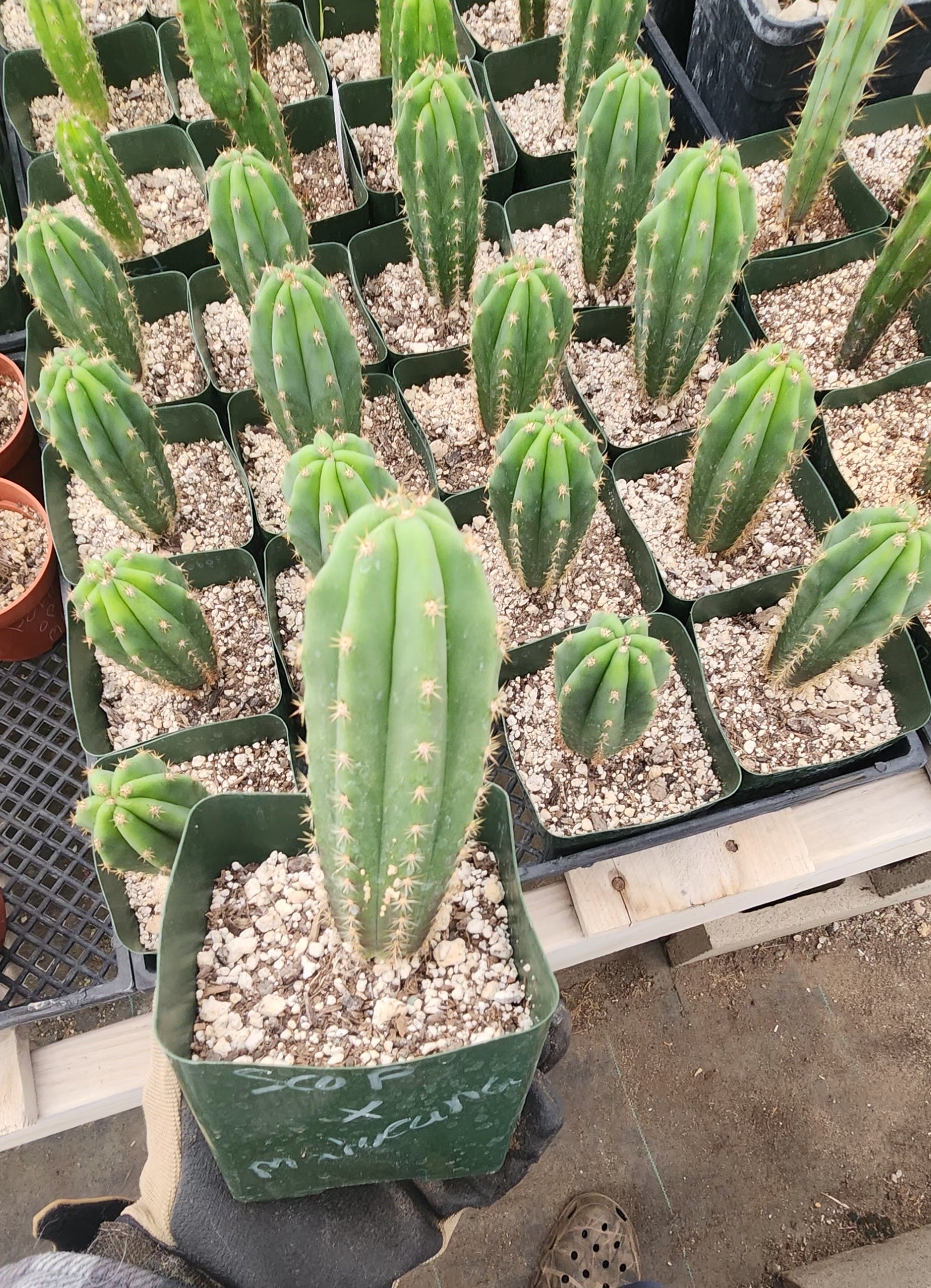 #EC371 EXACT Trichocereus Scopulicola X Matucana plug seedlings 3-4”-Cactus - Large - Exact-The Succulent Source