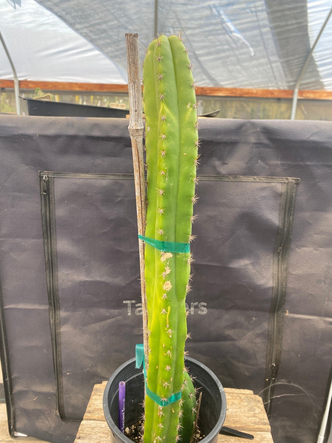 #EC372 EXACT Trichocereus Hybrid Kimnach X Torres n Torres Cactus 20.5”-Cactus - Large - Exact-The Succulent Source