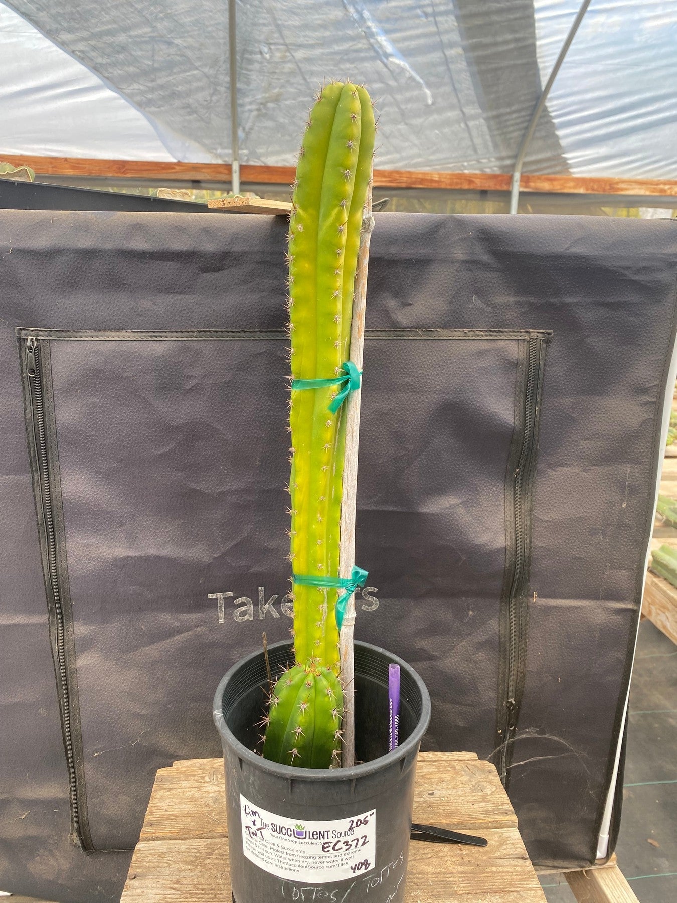 #EC372 EXACT Trichocereus Hybrid Kimnach X Torres n Torres Cactus 20.5”-Cactus - Large - Exact-The Succulent Source