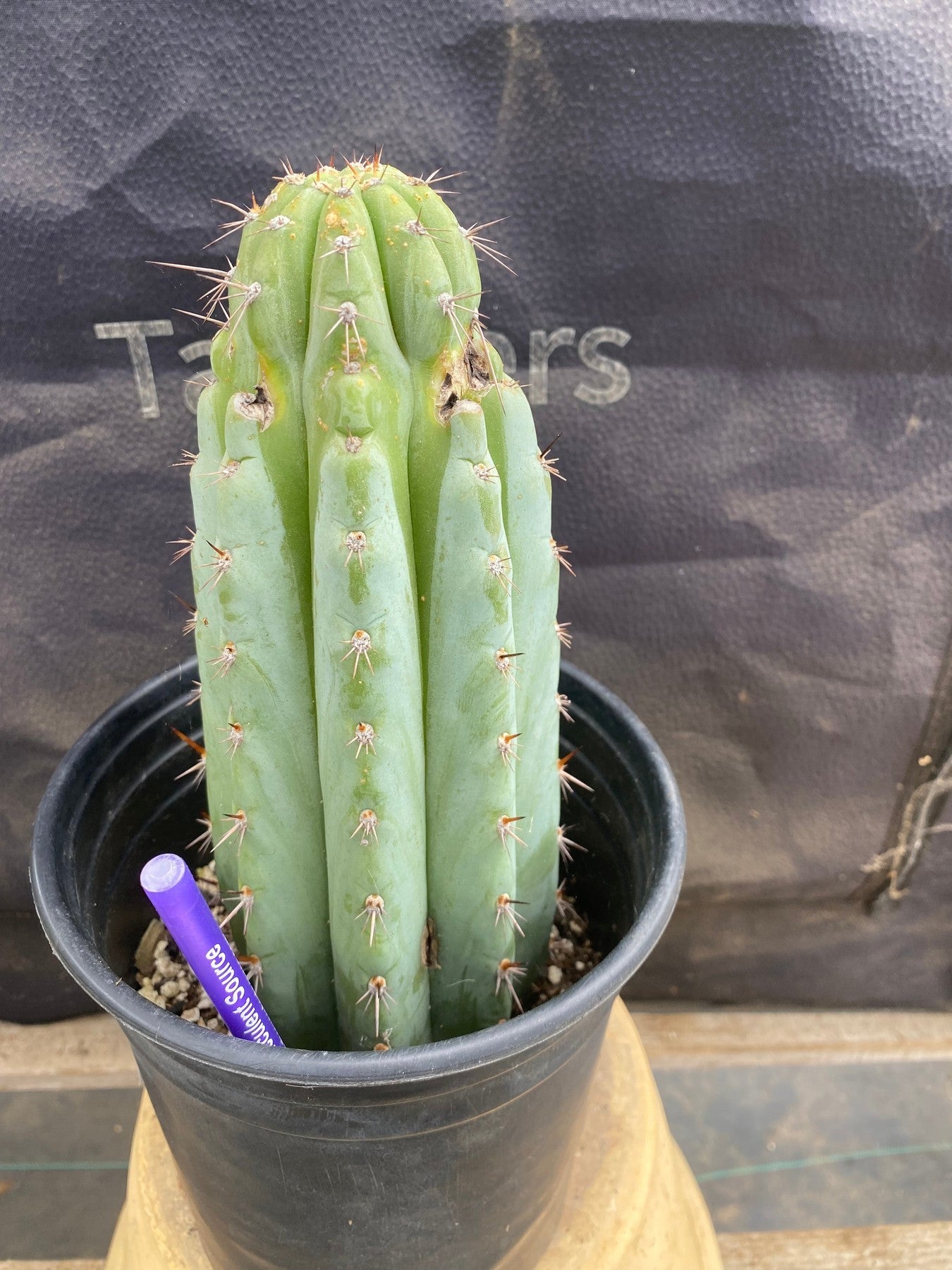 #EC372 EXACT Trichocereus Hybrid Kimnach X Torres n Torres Cactus 9”-Cactus - Large - Exact-The Succulent Source