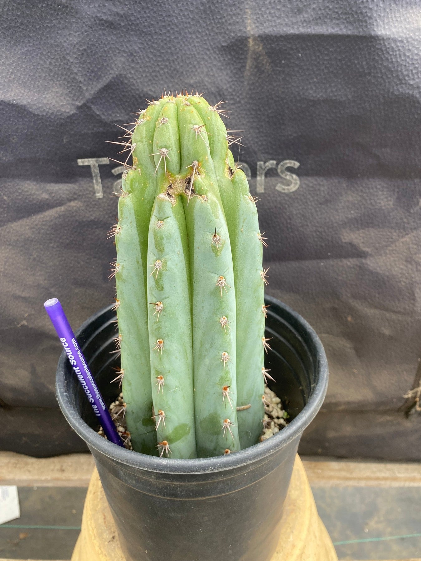 #EC372 EXACT Trichocereus Hybrid Kimnach X Torres n Torres Cactus 9”-Cactus - Large - Exact-The Succulent Source