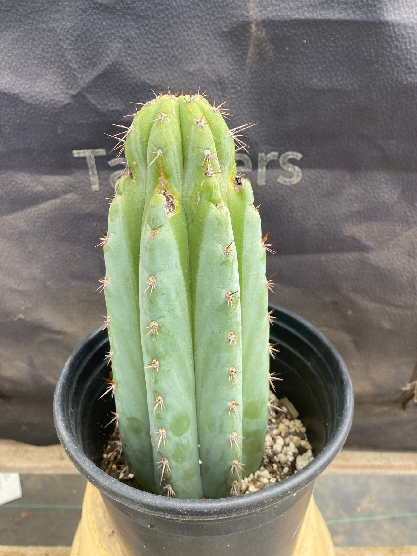 #EC372 EXACT Trichocereus Hybrid Kimnach X Torres n Torres Cactus 9”-Cactus - Large - Exact-The Succulent Source