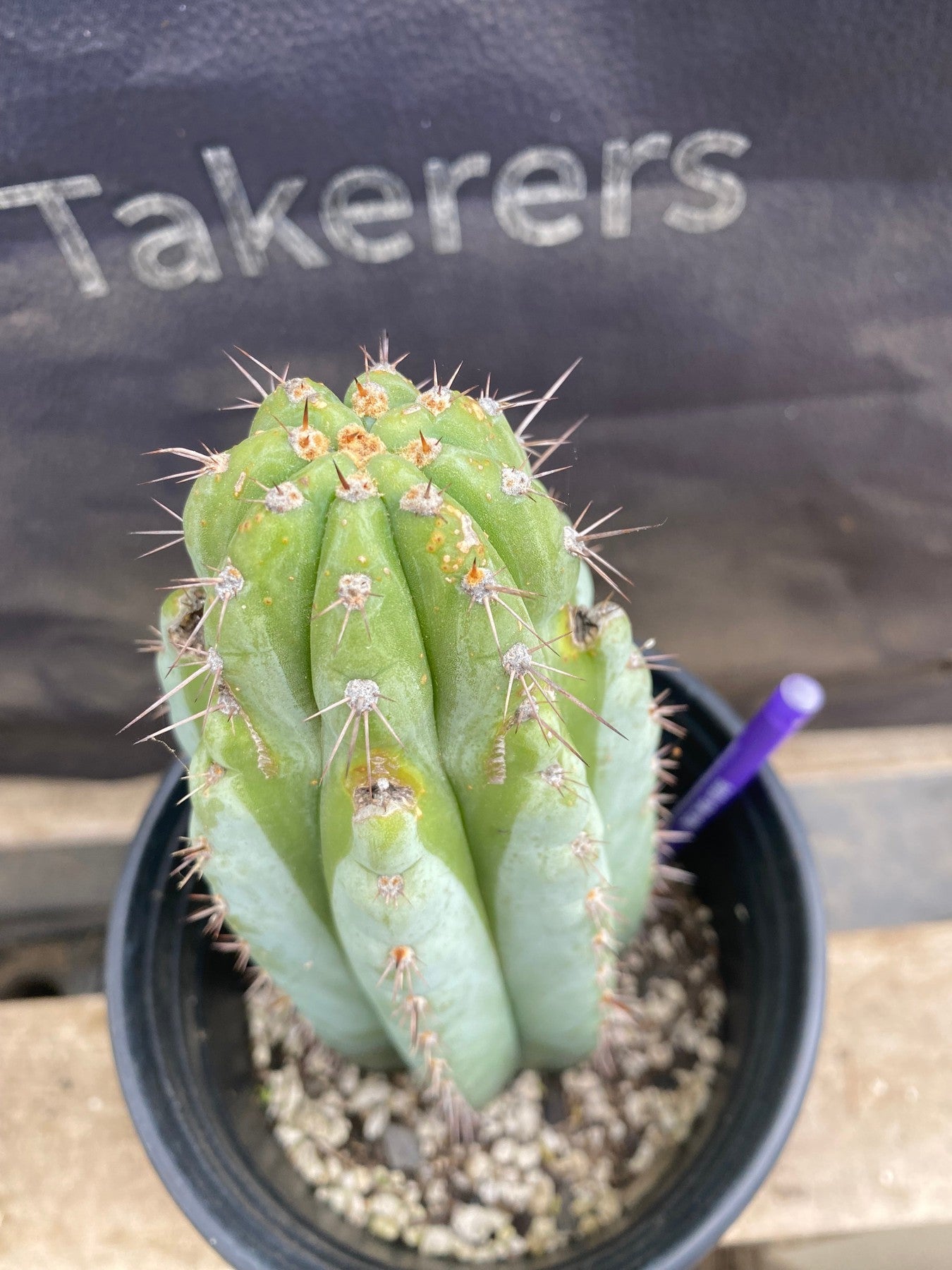 #EC372 EXACT Trichocereus Hybrid Kimnach X Torres n Torres Cactus 9”-Cactus - Large - Exact-The Succulent Source