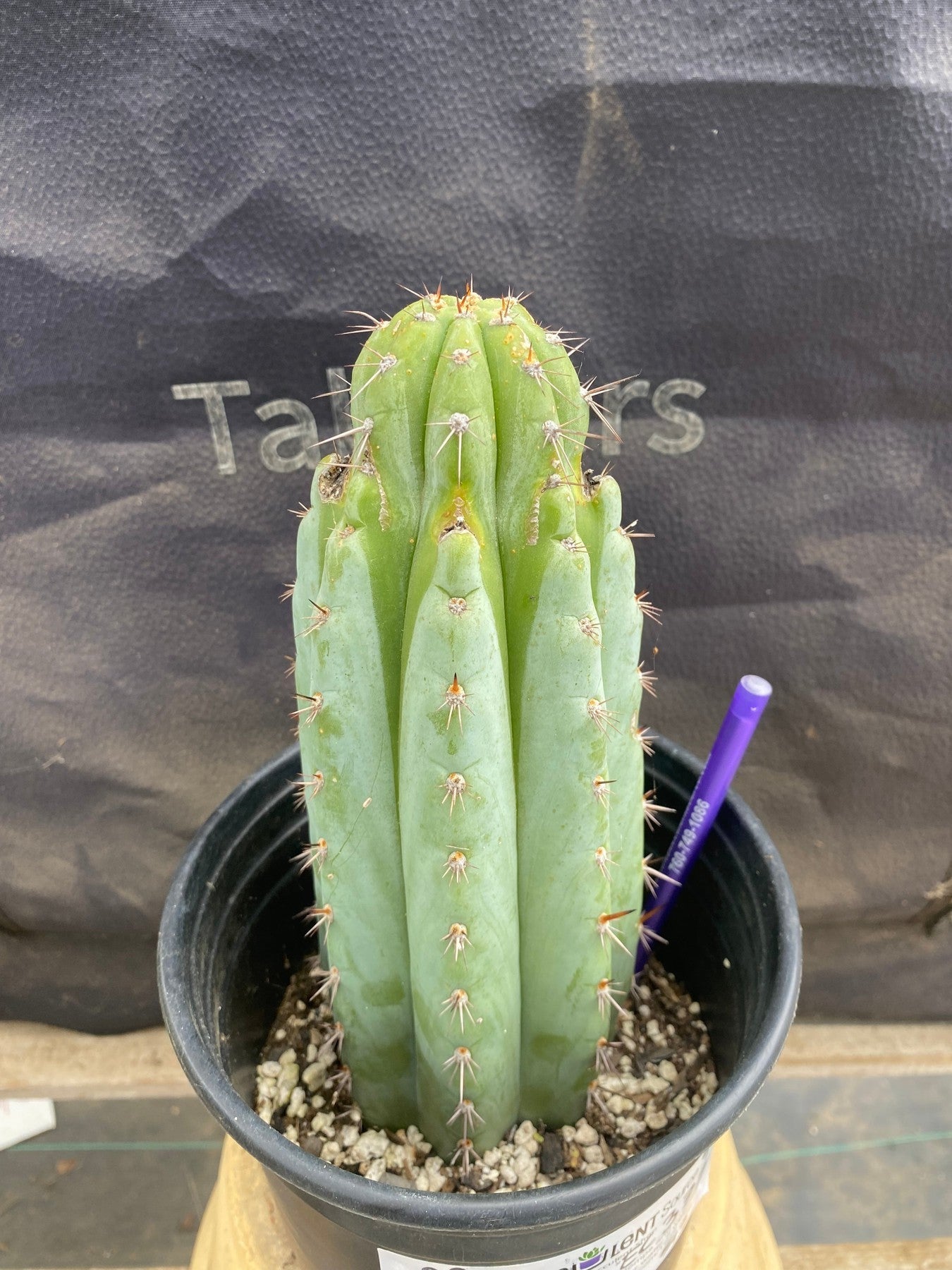 #EC372 EXACT Trichocereus Hybrid Kimnach X Torres n Torres Cactus 9”-Cactus - Large - Exact-The Succulent Source
