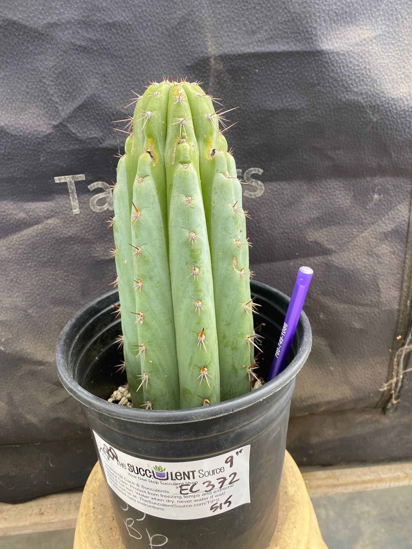 #EC372 EXACT Trichocereus Hybrid Kimnach X Torres n Torres Cactus 9”-Cactus - Large - Exact-The Succulent Source