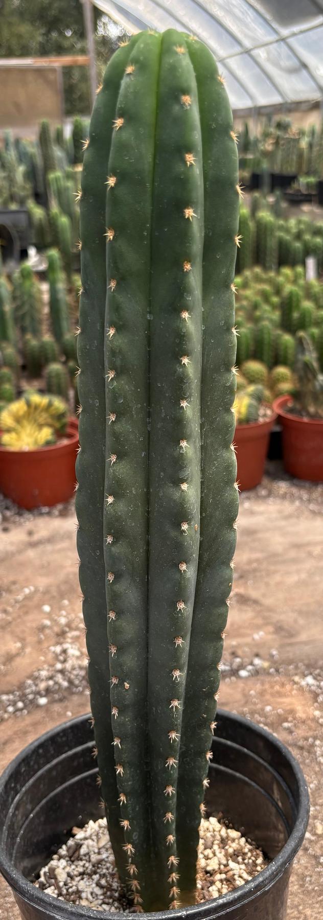 #EC372 Exact Trichocereus Pachanoi Vilca C X Pach Crown 17”-Cactus - Large - Exact-The Succulent Source