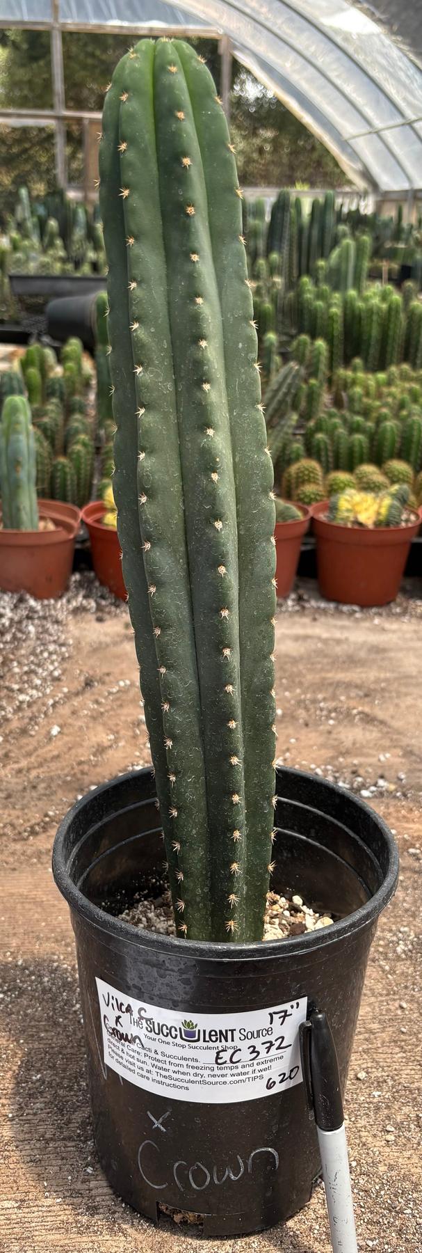 #EC372 Exact Trichocereus Pachanoi Vilca C X Pach Crown 17”-Cactus - Large - Exact-The Succulent Source