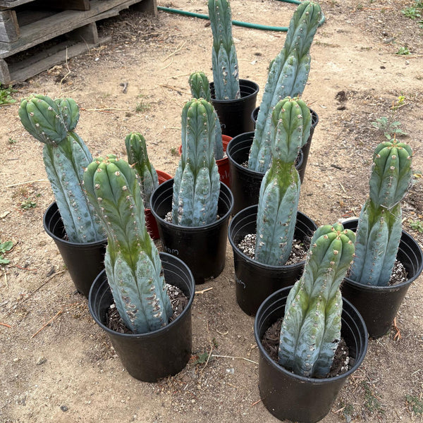 EC372 Trichocereus Peruvianus Blue Heirloom Cactus Cutting 6