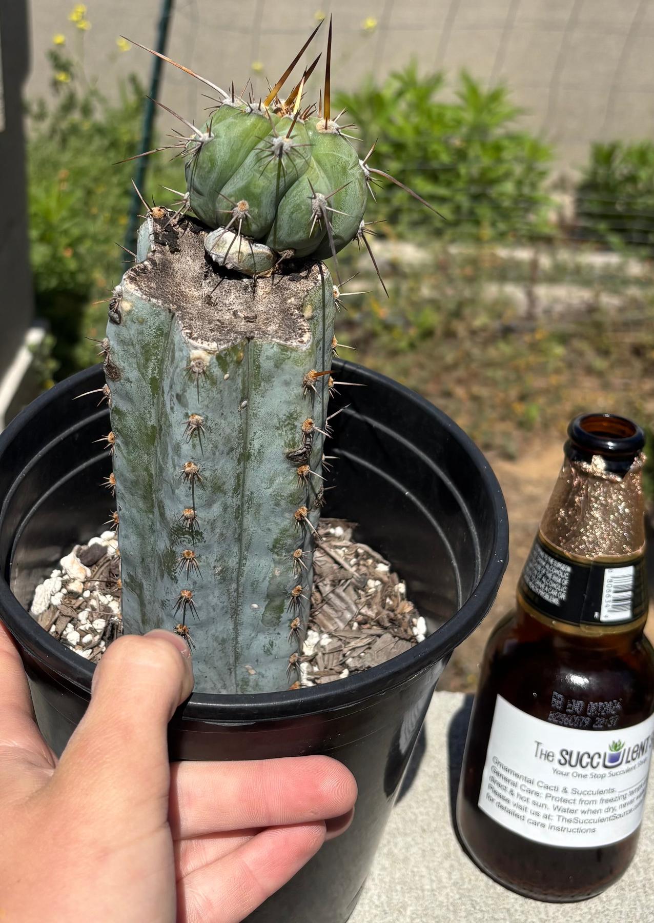 #EC372 Trichocereus Peruvianus Blue Heirloom J.M 7”