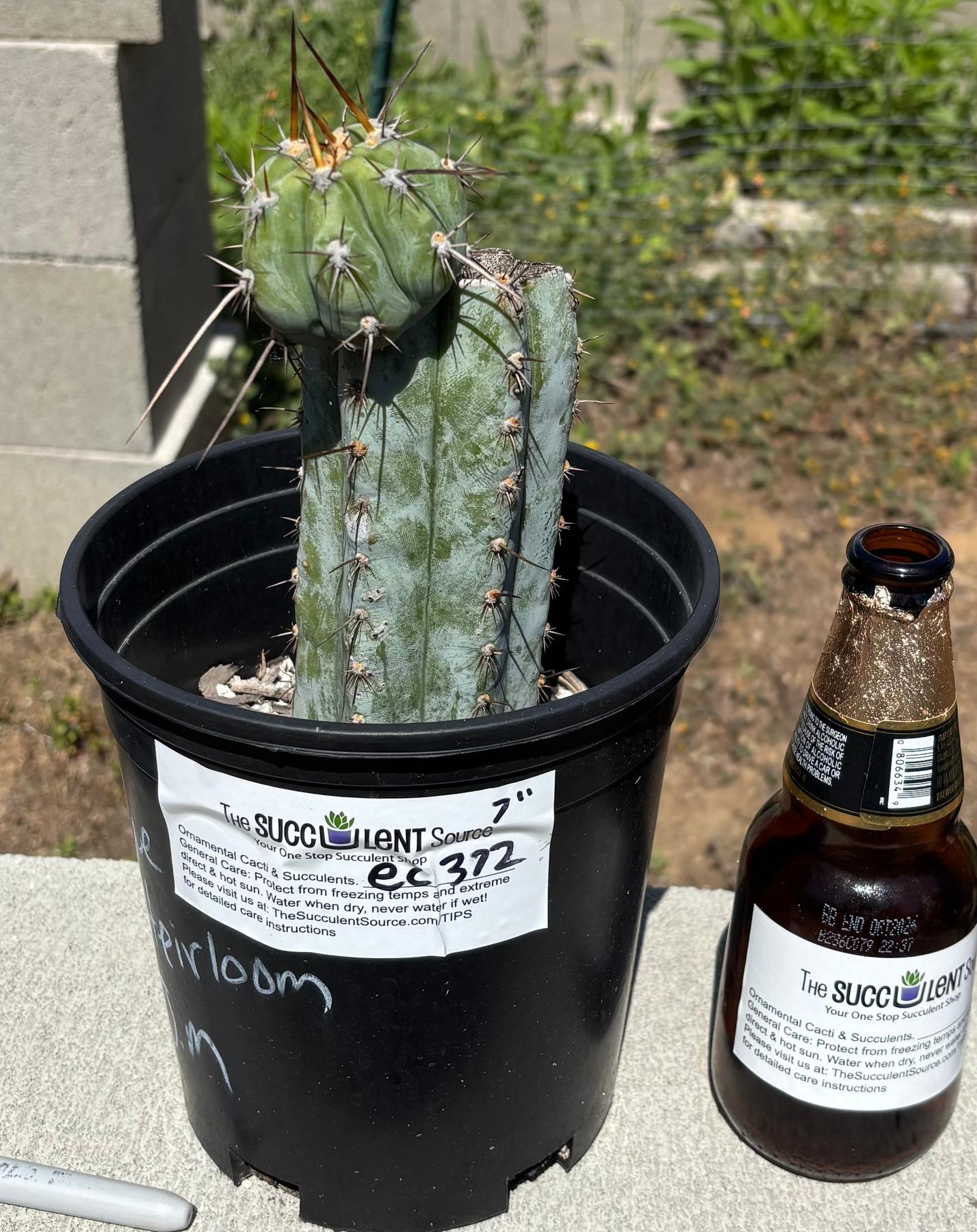 #EC87 EXACT Trichocereus Pachanoi Blue Heirloom J.m 7”-Cactus - Large - Exact-The Succulent Source