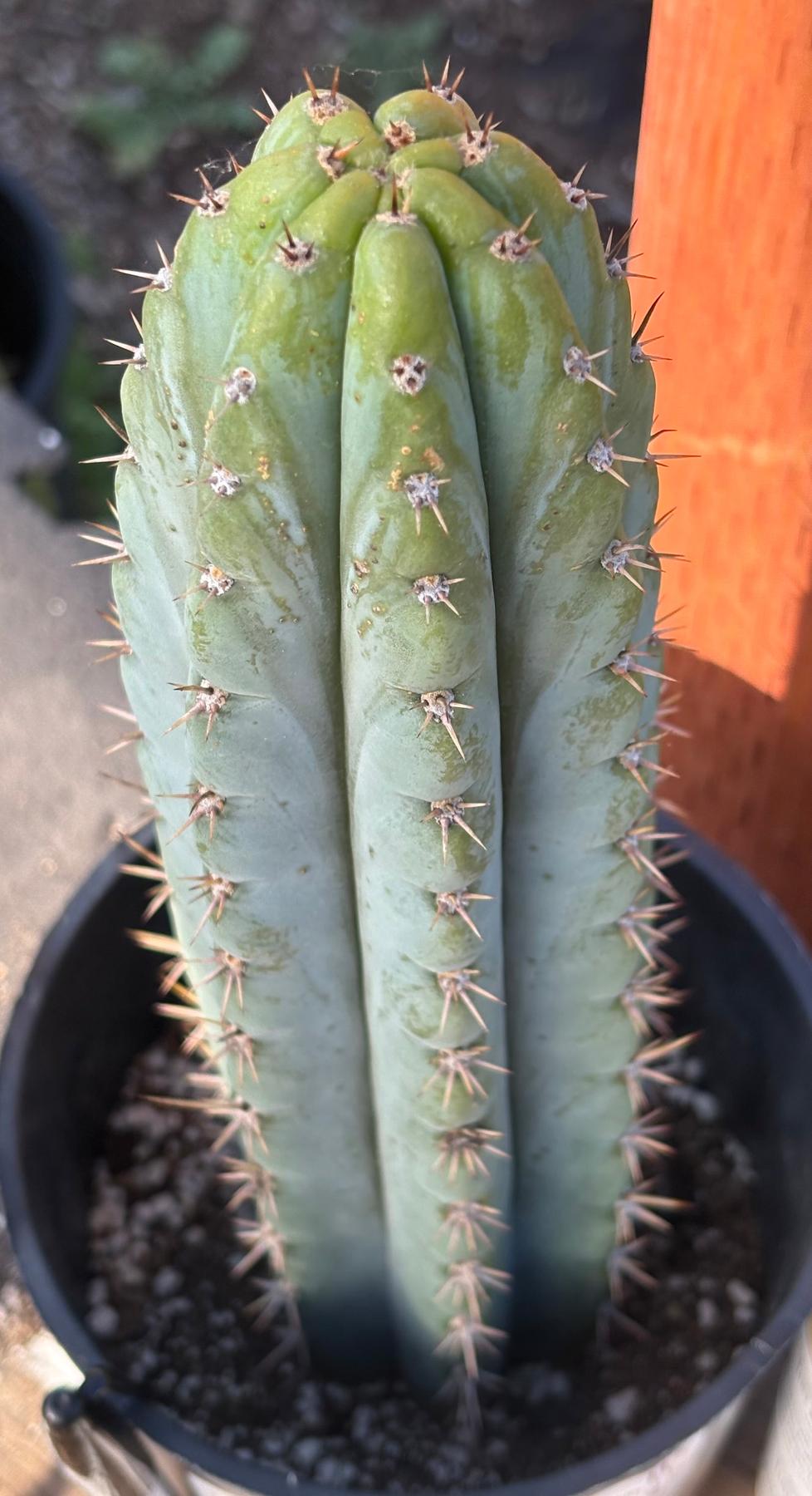 #EC373 EXACT Trichocereus James X Colossus Cactus 11.5”-Cactus - Large - Exact-The Succulent Source