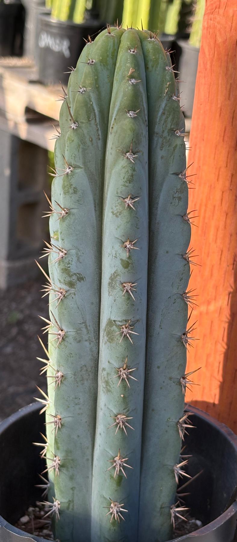 #EC373 EXACT Trichocereus James X Colossus Cactus 11.5”-Cactus - Large - Exact-The Succulent Source