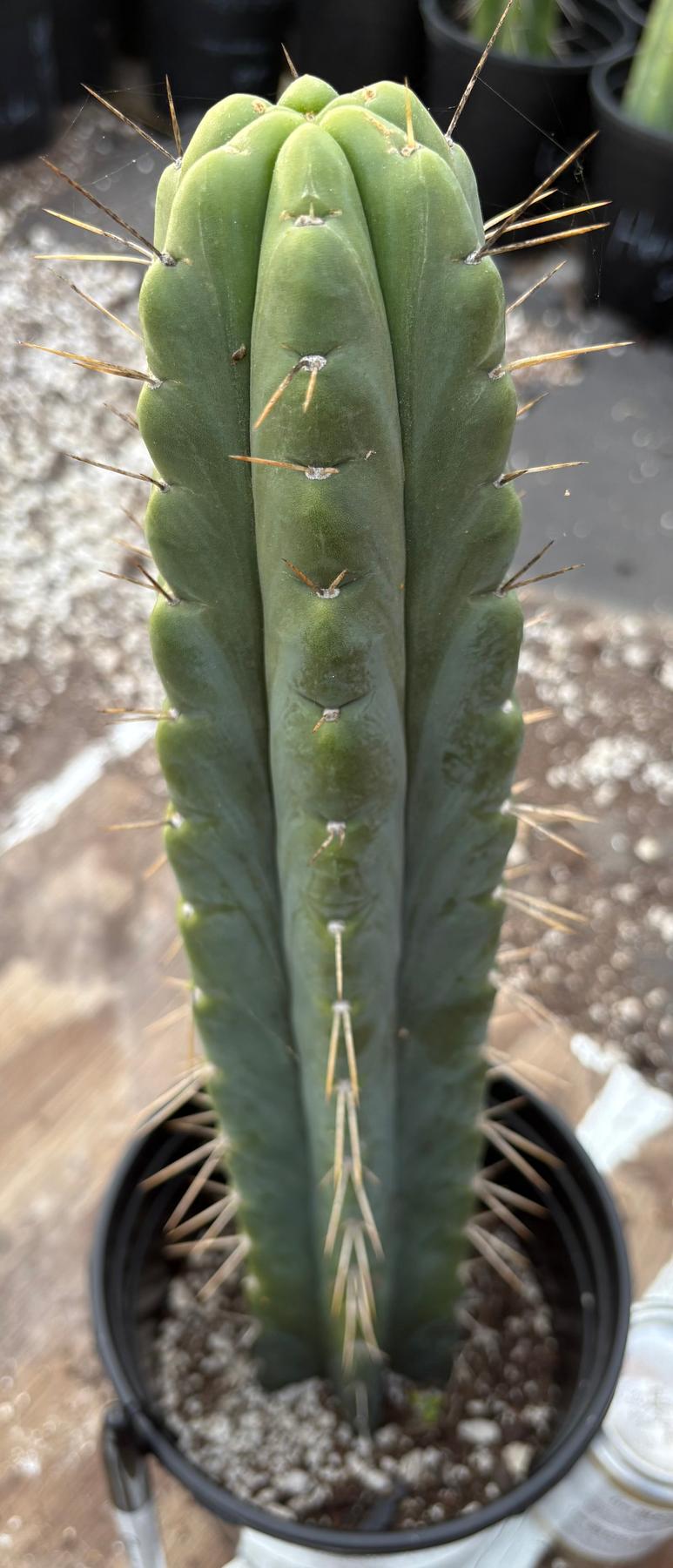 #EC373 EXACT Trichocereus Lost Label Cactus 16”-Cactus - Large - Exact-The Succulent Source