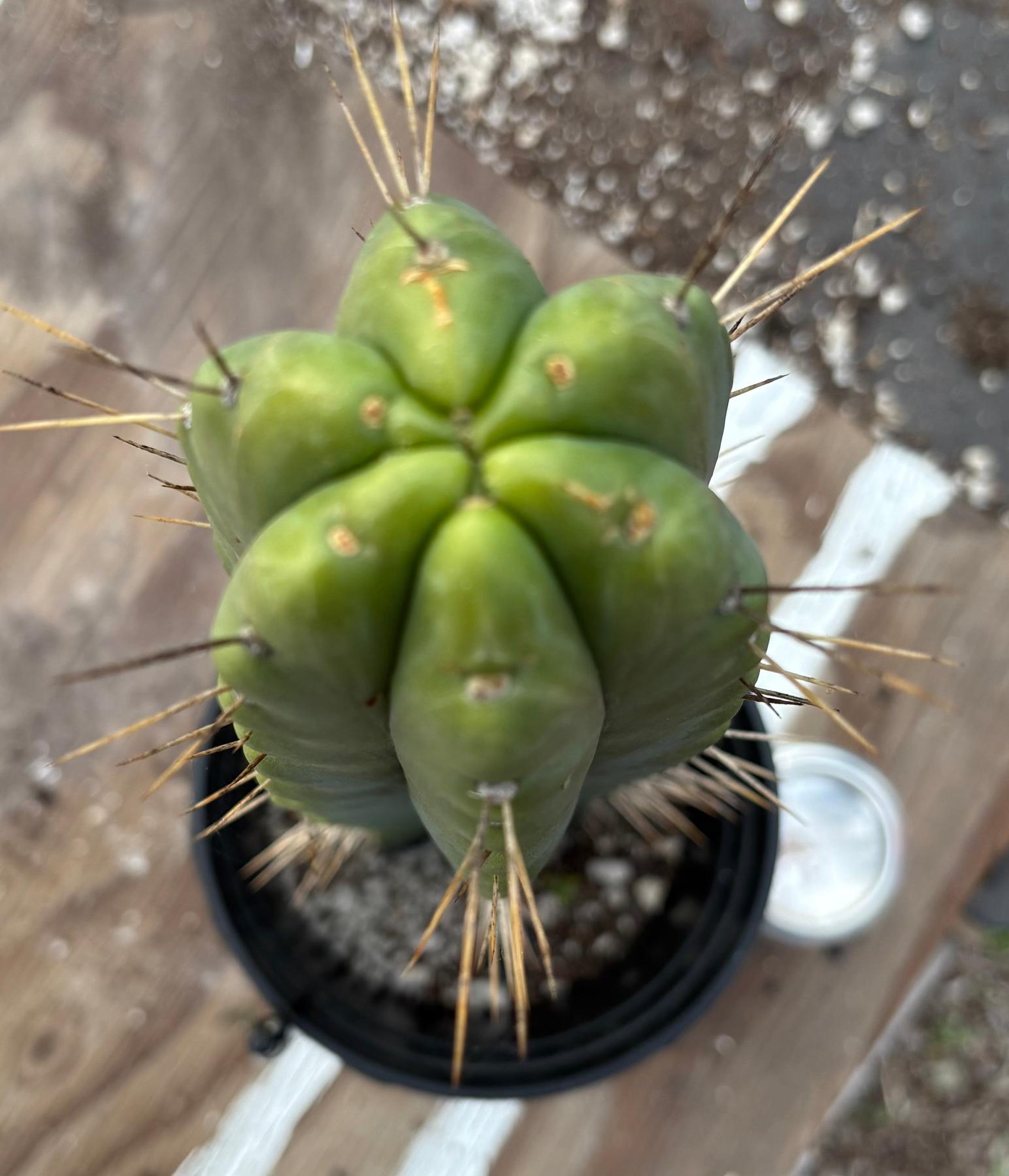 #EC373 EXACT Trichocereus Lost Label Cactus 16”-Cactus - Large - Exact-The Succulent Source