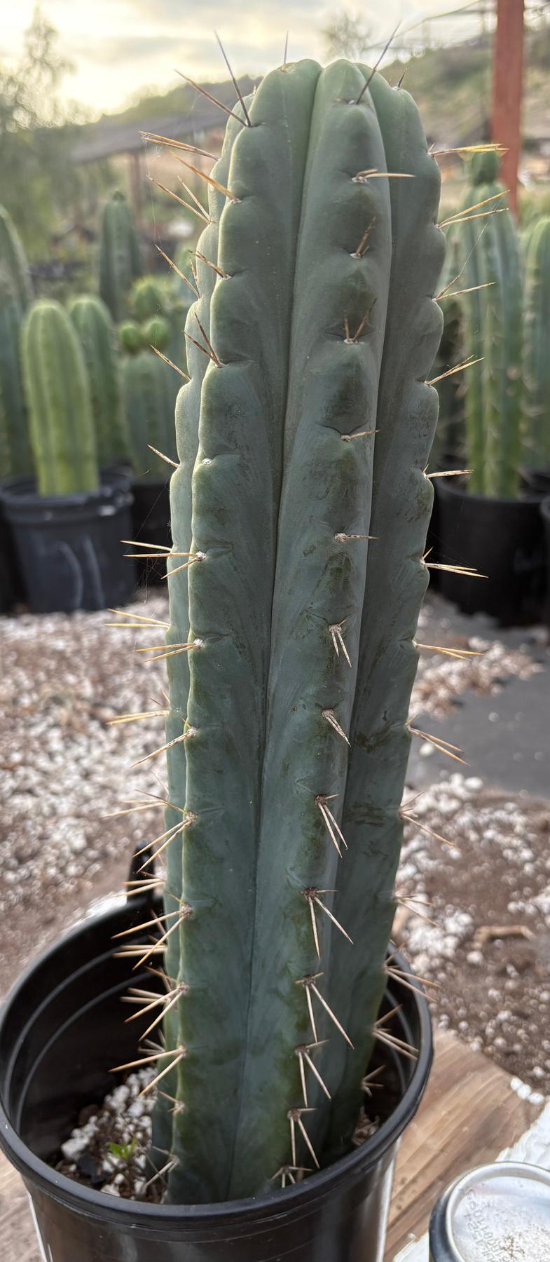 #EC373 EXACT Trichocereus Lost Label Cactus 16”-Cactus - Large - Exact-The Succulent Source