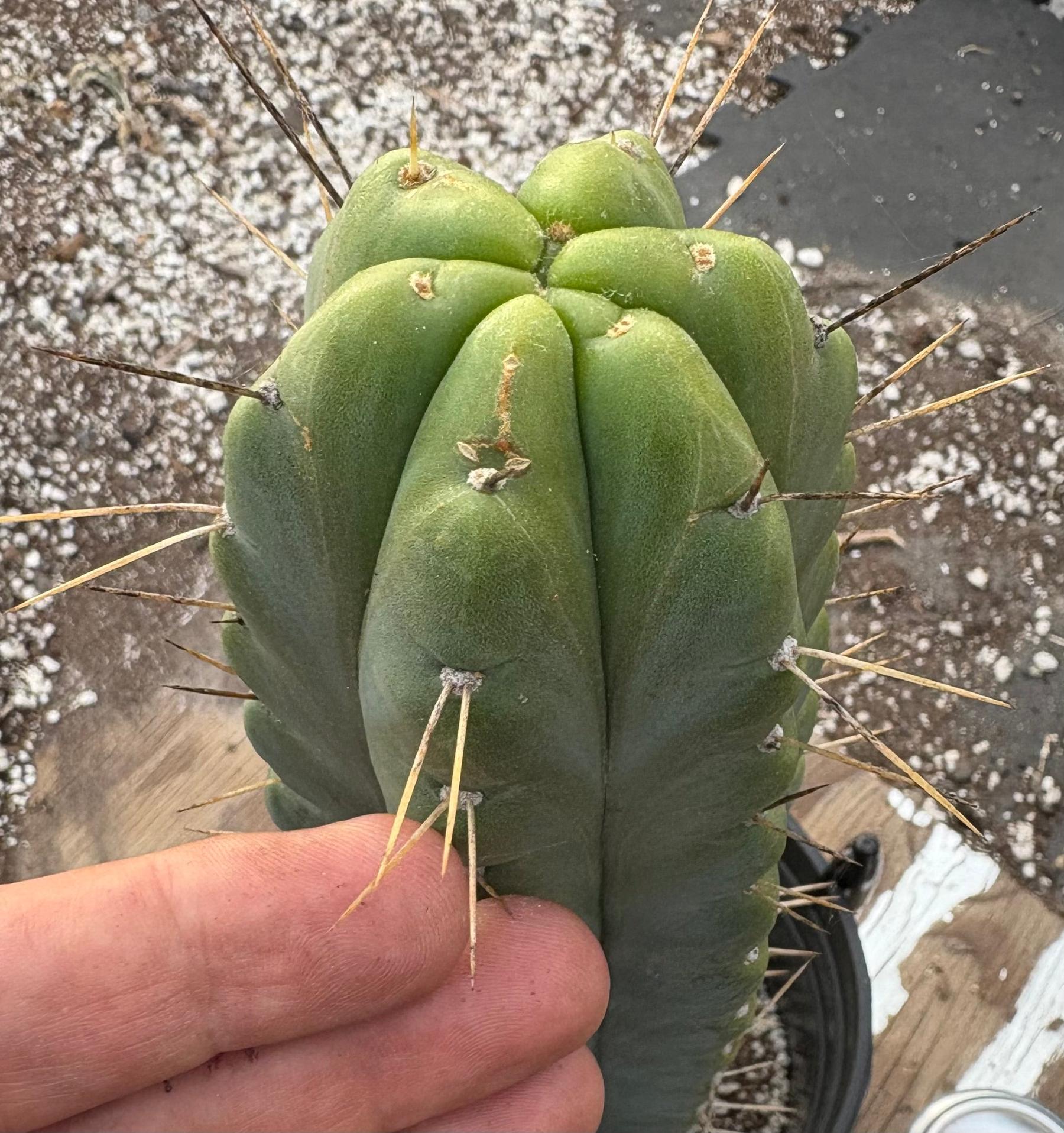 #EC373 EXACT Trichocereus Lost Label Cactus 16”-Cactus - Large - Exact-The Succulent Source