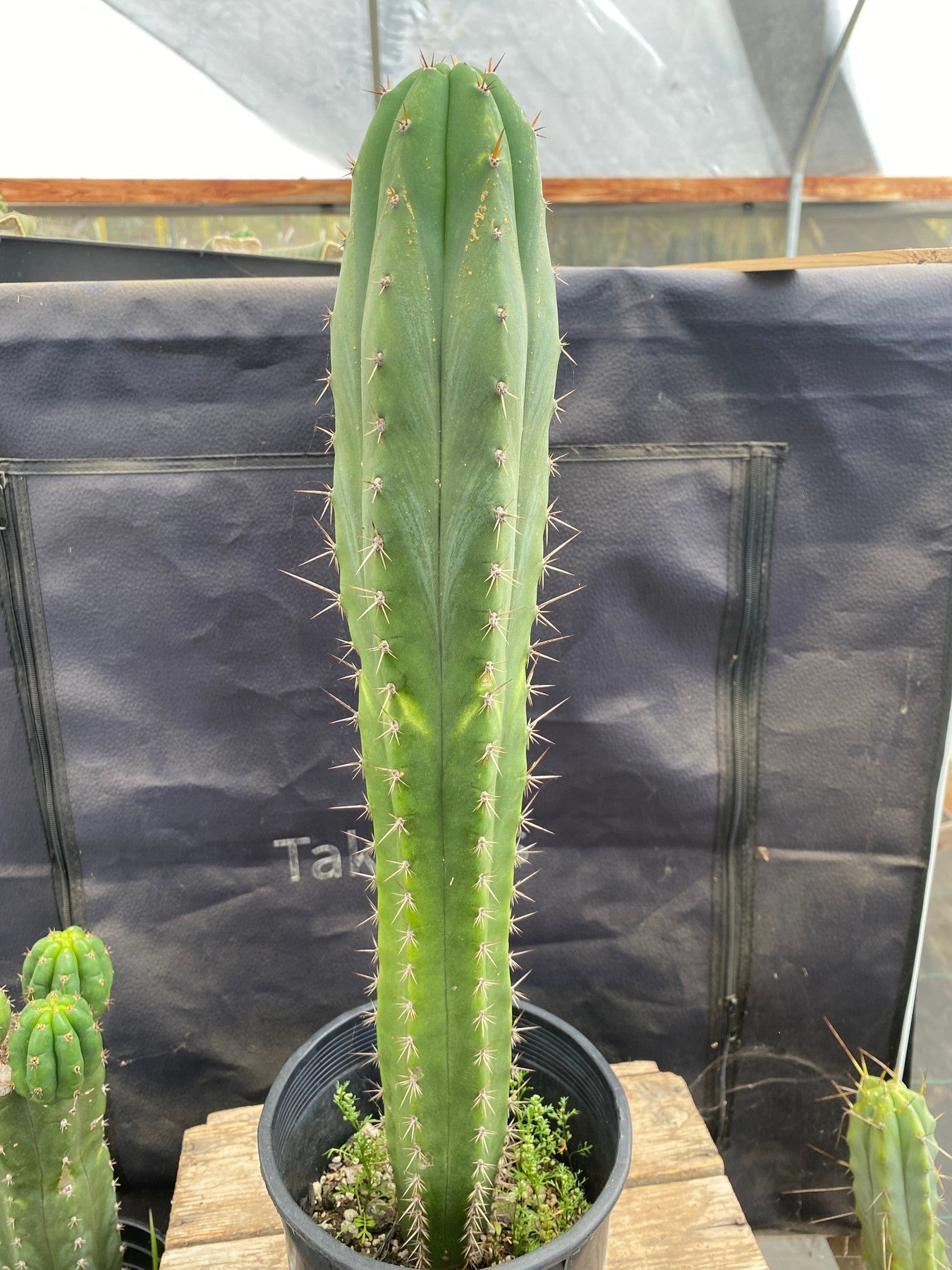 #EC373 EXACT Trichocereus Bridgesii Lost Label Cactus 18.5"-Cactus - Large - Exact-The Succulent Source