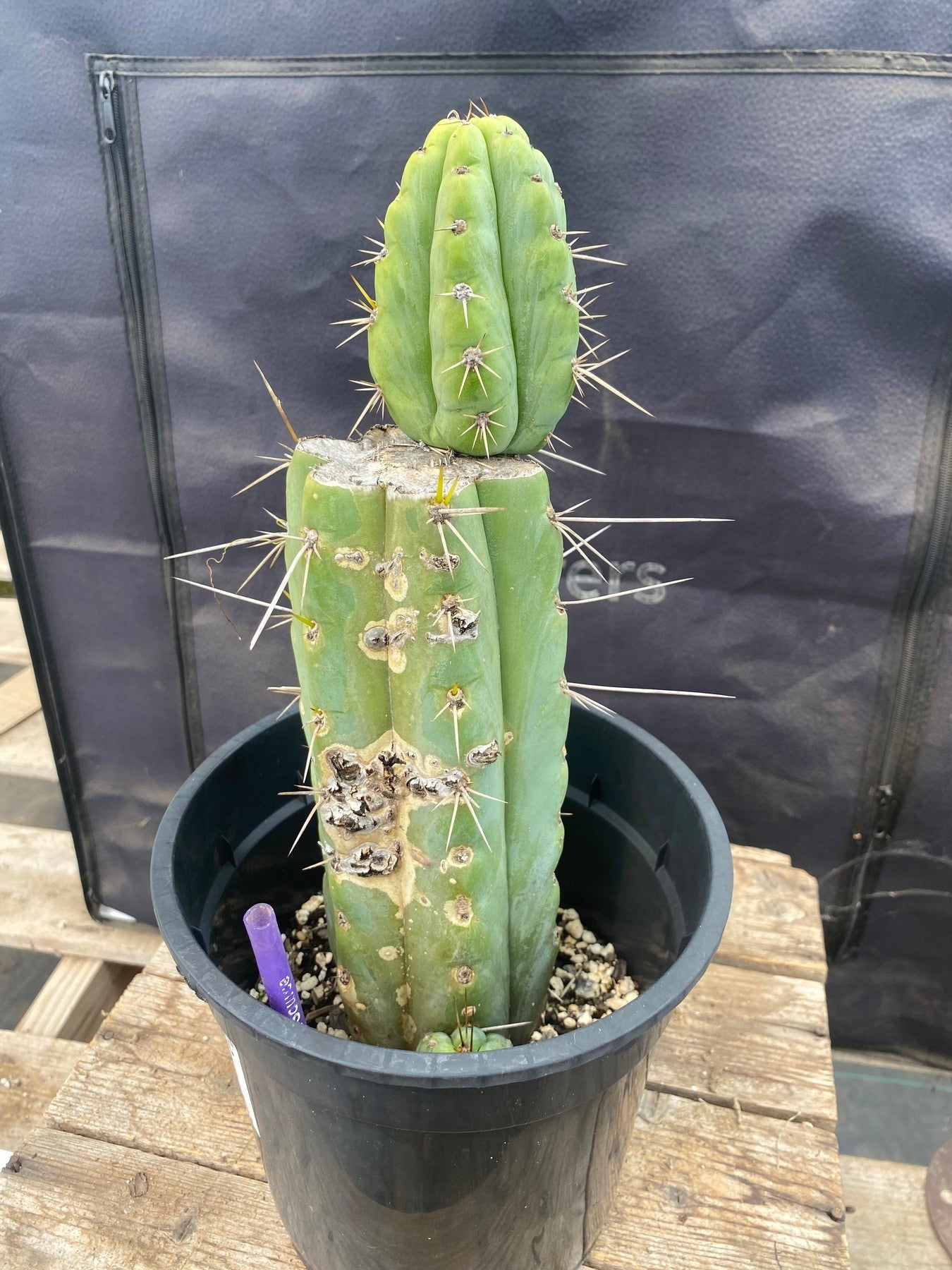 #EC374 EXACT Trichocereus Cactus 12"-Cactus - Large - Exact-The Succulent Source