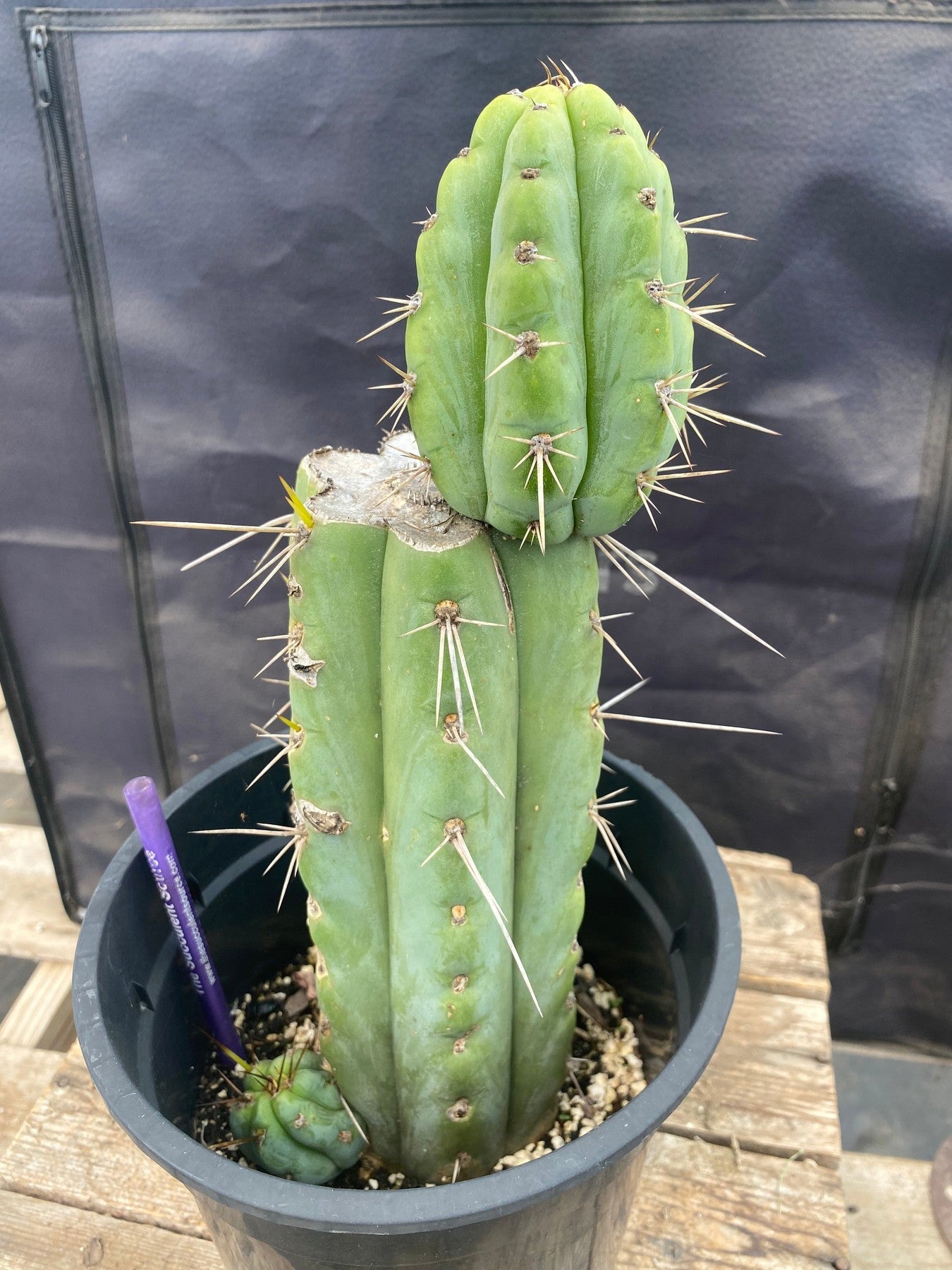 #EC374 EXACT Trichocereus Cactus 12"-Cactus - Large - Exact-The Succulent Source