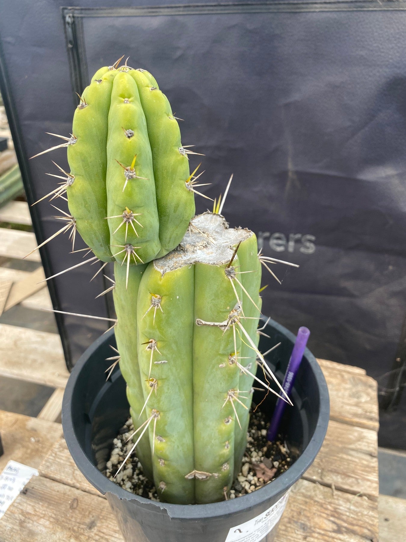 #EC374 EXACT Trichocereus Cactus 12"-Cactus - Large - Exact-The Succulent Source