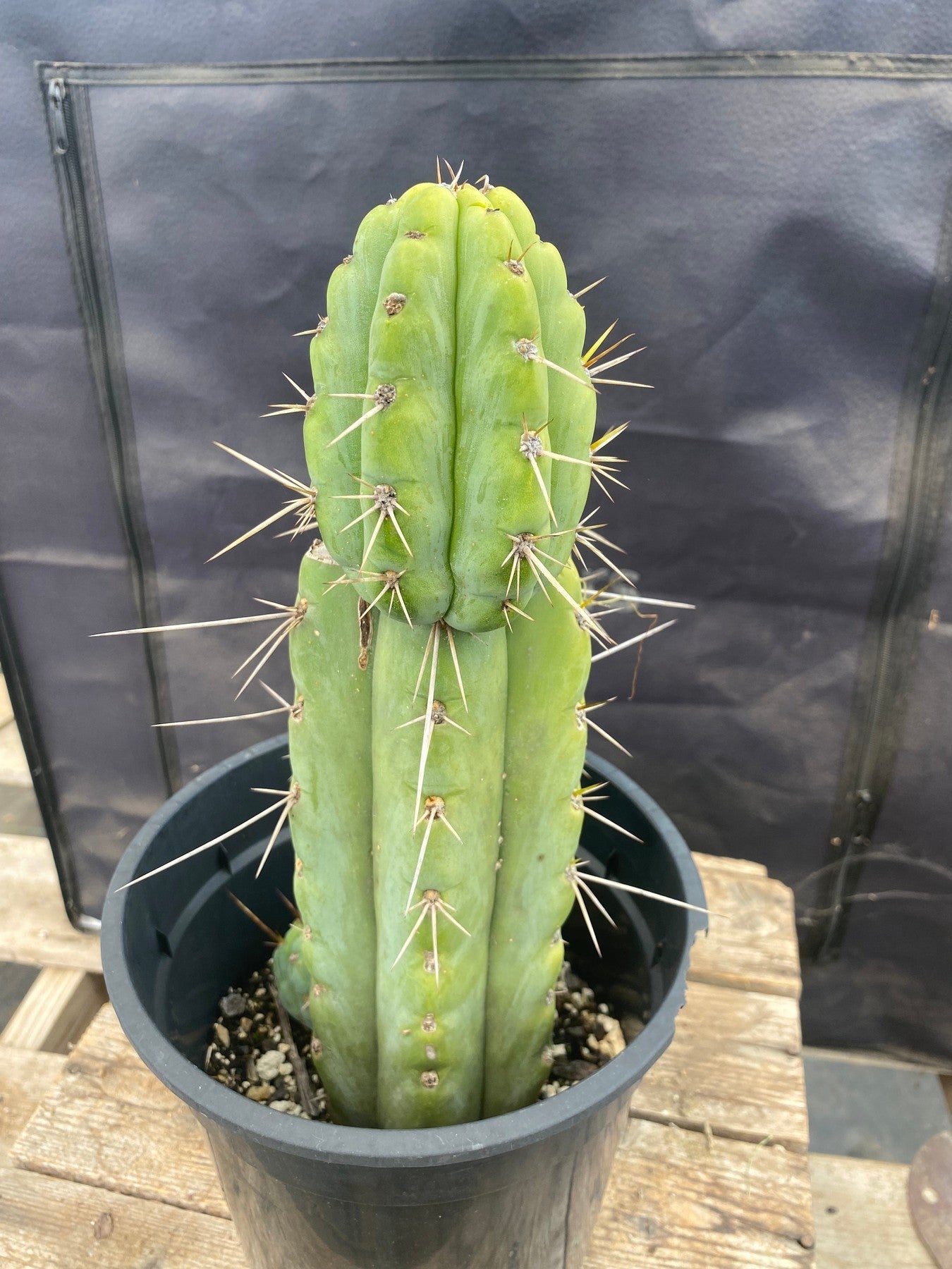 #EC374 EXACT Trichocereus Cactus 12"-Cactus - Large - Exact-The Succulent Source