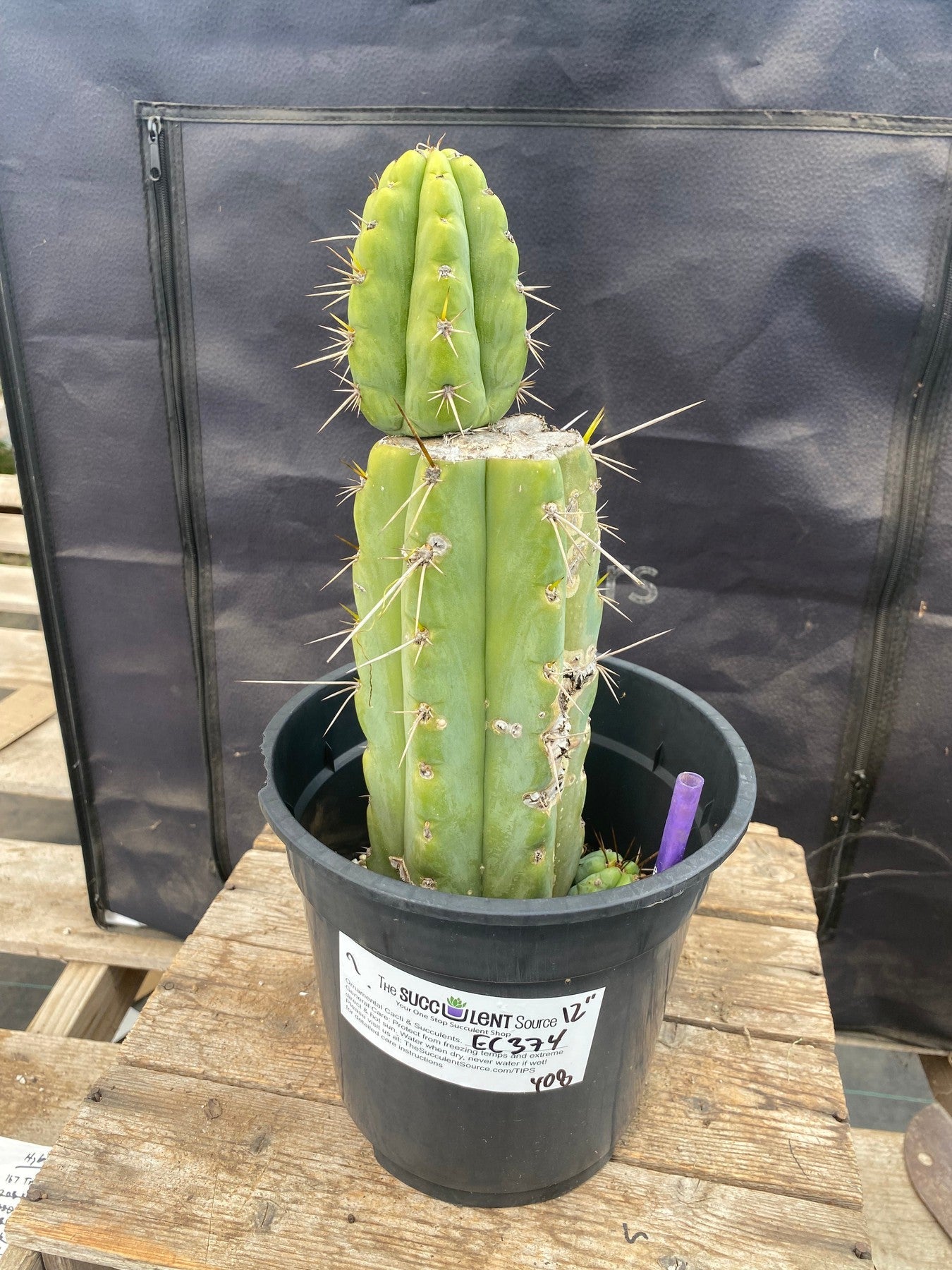 #EC374 EXACT Trichocereus Cactus 12"-Cactus - Large - Exact-The Succulent Source