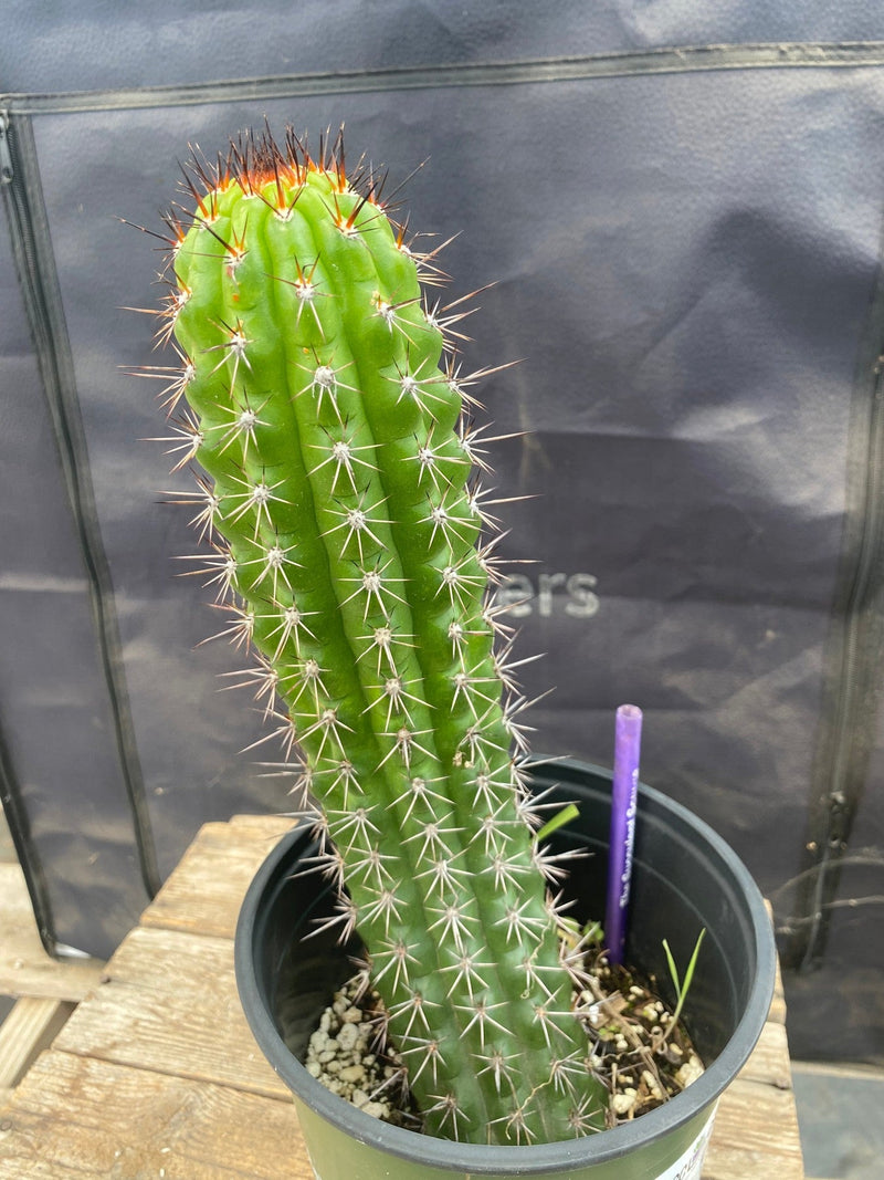 #EC375 EXACT Trichocereus Thelogonus Cactus 11.5