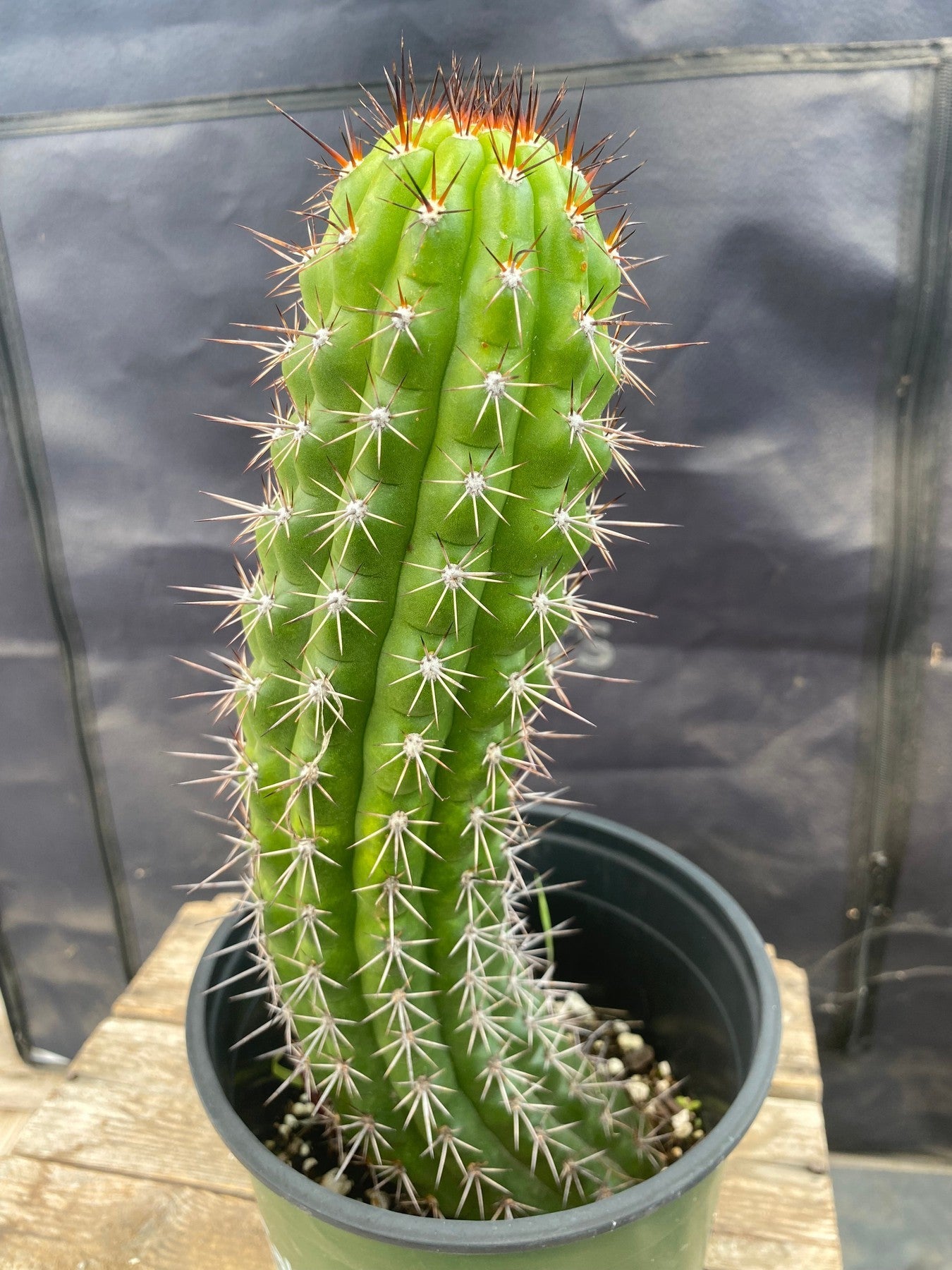 #EC375 EXACT Trichocereus Thelogonus Cactus 11.5-Cactus - Large - Exact-The Succulent Source