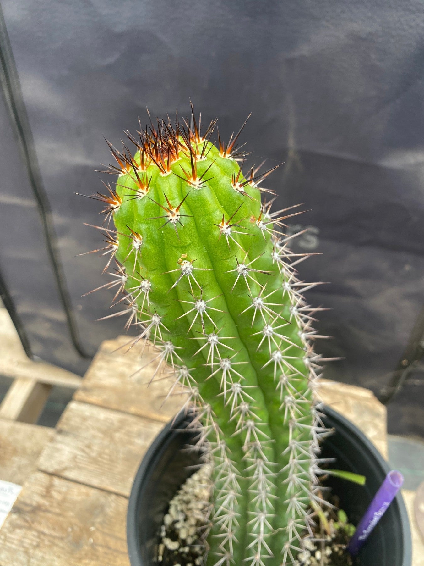 #EC375 EXACT Trichocereus Thelogonus Cactus 11.5-Cactus - Large - Exact-The Succulent Source
