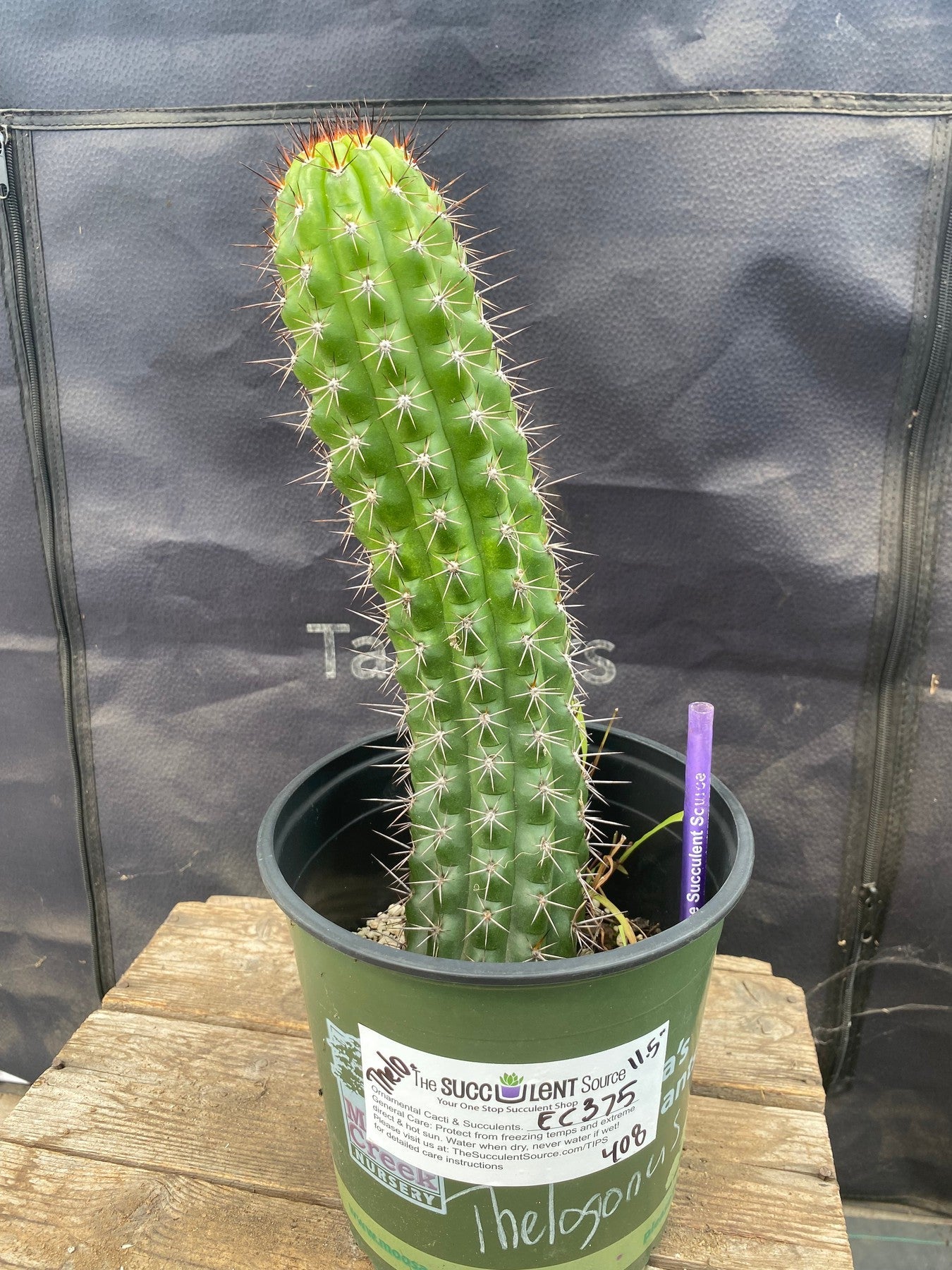 #EC375 EXACT Trichocereus Thelogonus Cactus 11.5-Cactus - Large - Exact-The Succulent Source