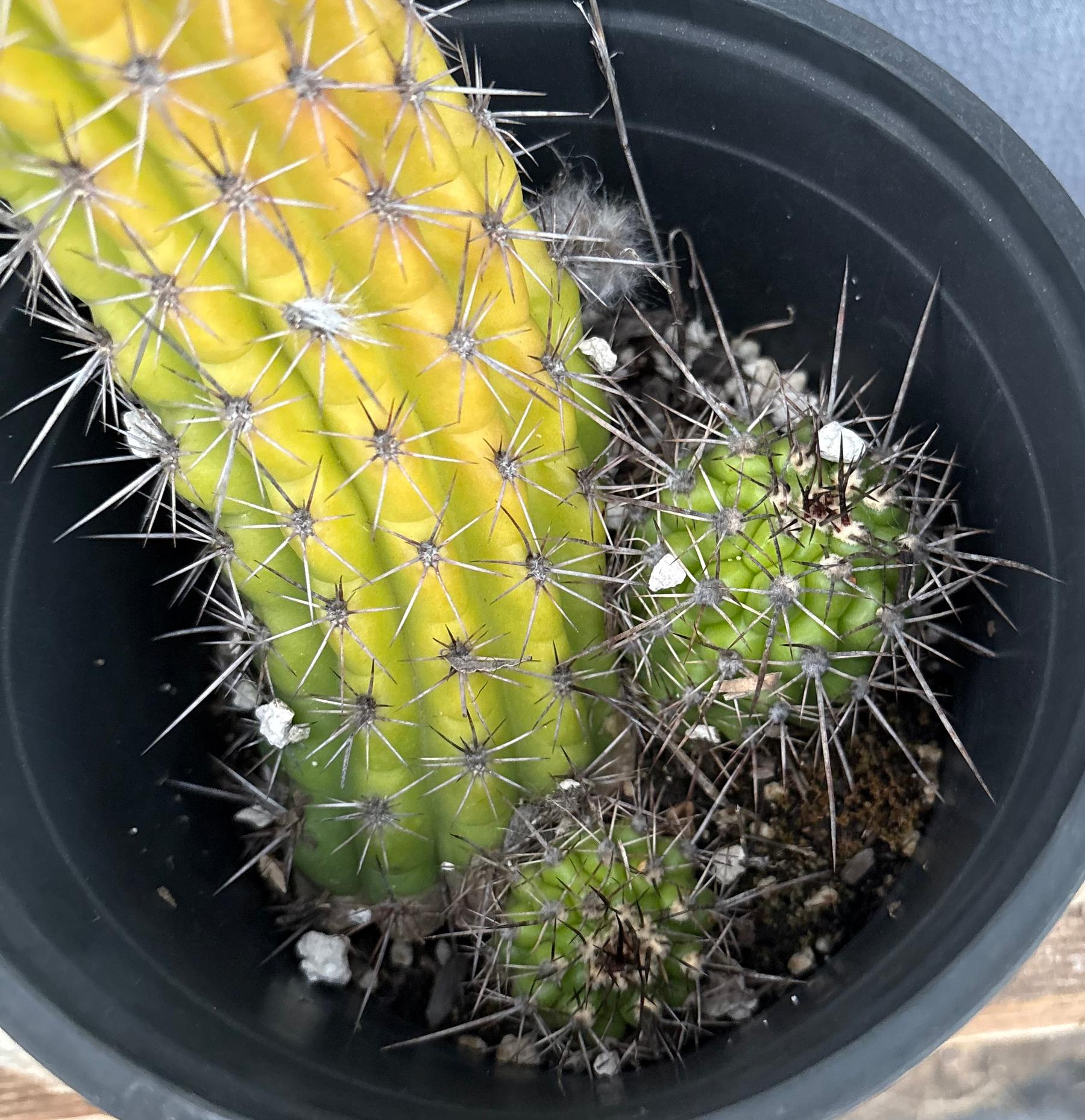 #EC375 EXACT Trichocereus Thelogonus Cactus 14.5”-Cactus - Large - Exact-The Succulent Source