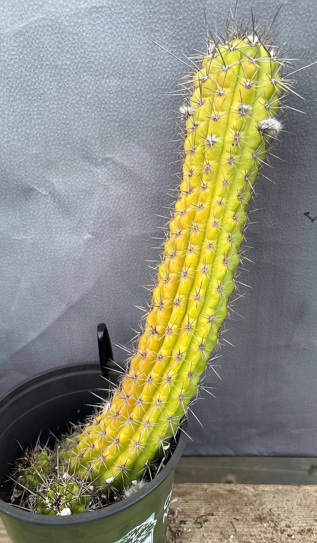 #EC375 EXACT Trichocereus Thelogonus Cactus 14.5”-Cactus - Large - Exact-The Succulent Source