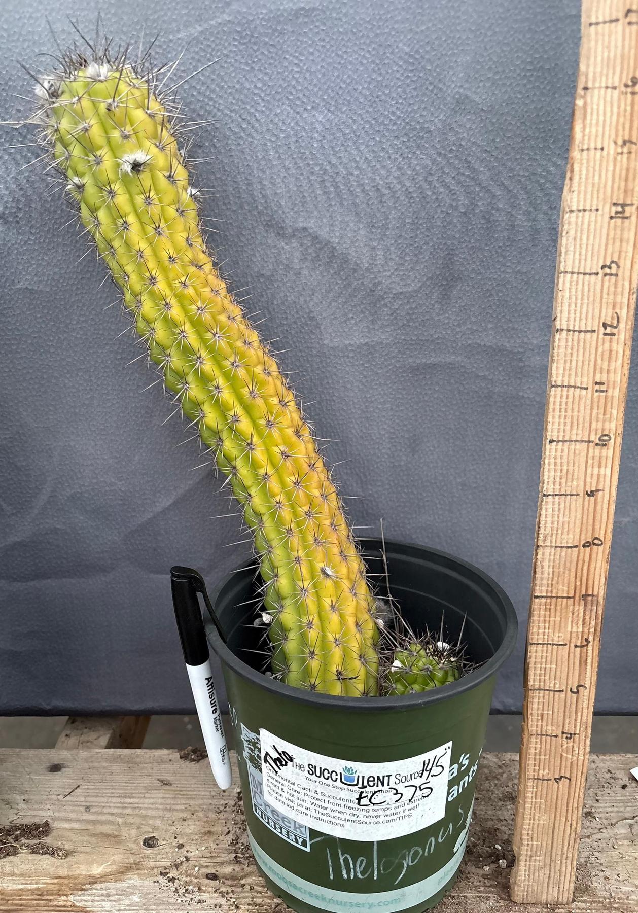 san pedro cactus for sale usa #EC375 EXACT Trichocereus Thelogonus Cactus 14.5”