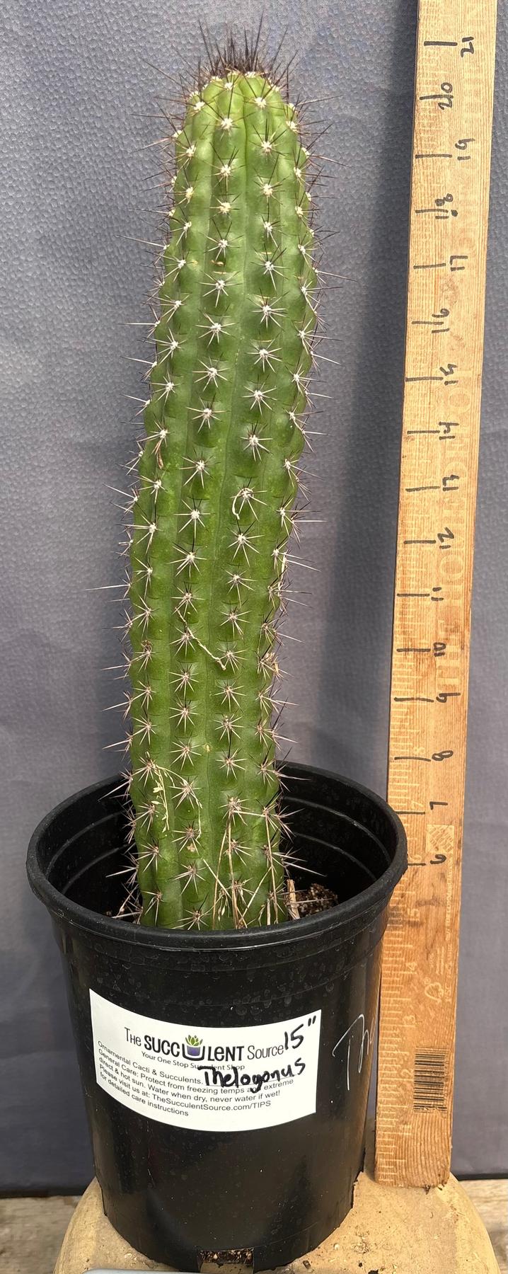#EC375 EXACT Trichocereus Thelogonus Cactus 15”-Cactus - Large - Exact-The Succulent Source