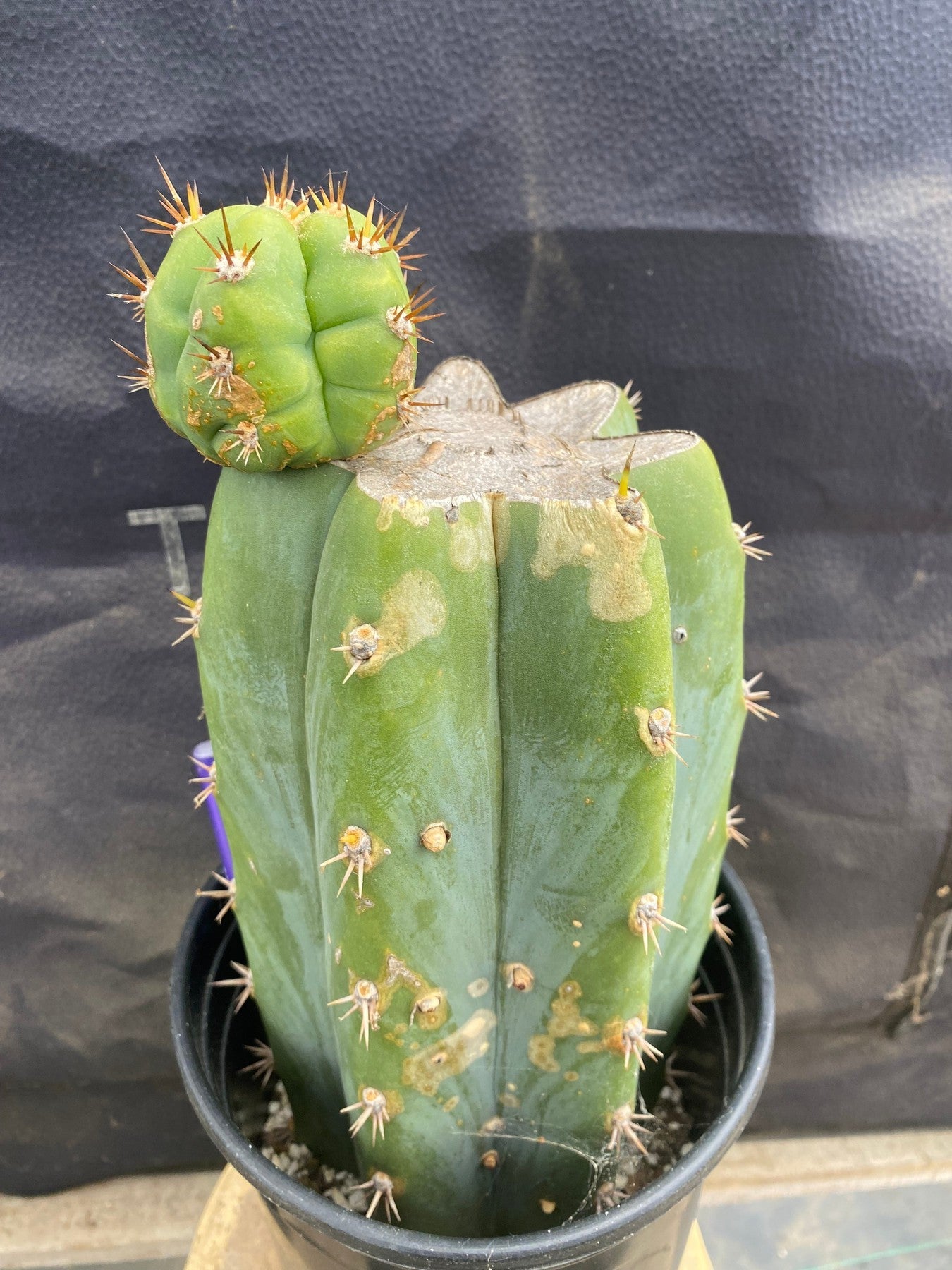 #EC376 EXACT Trichocereus Hybrid Bridgesii Lee X Huarazensis Cactus 11”-Cactus - Large - Exact-The Succulent Source