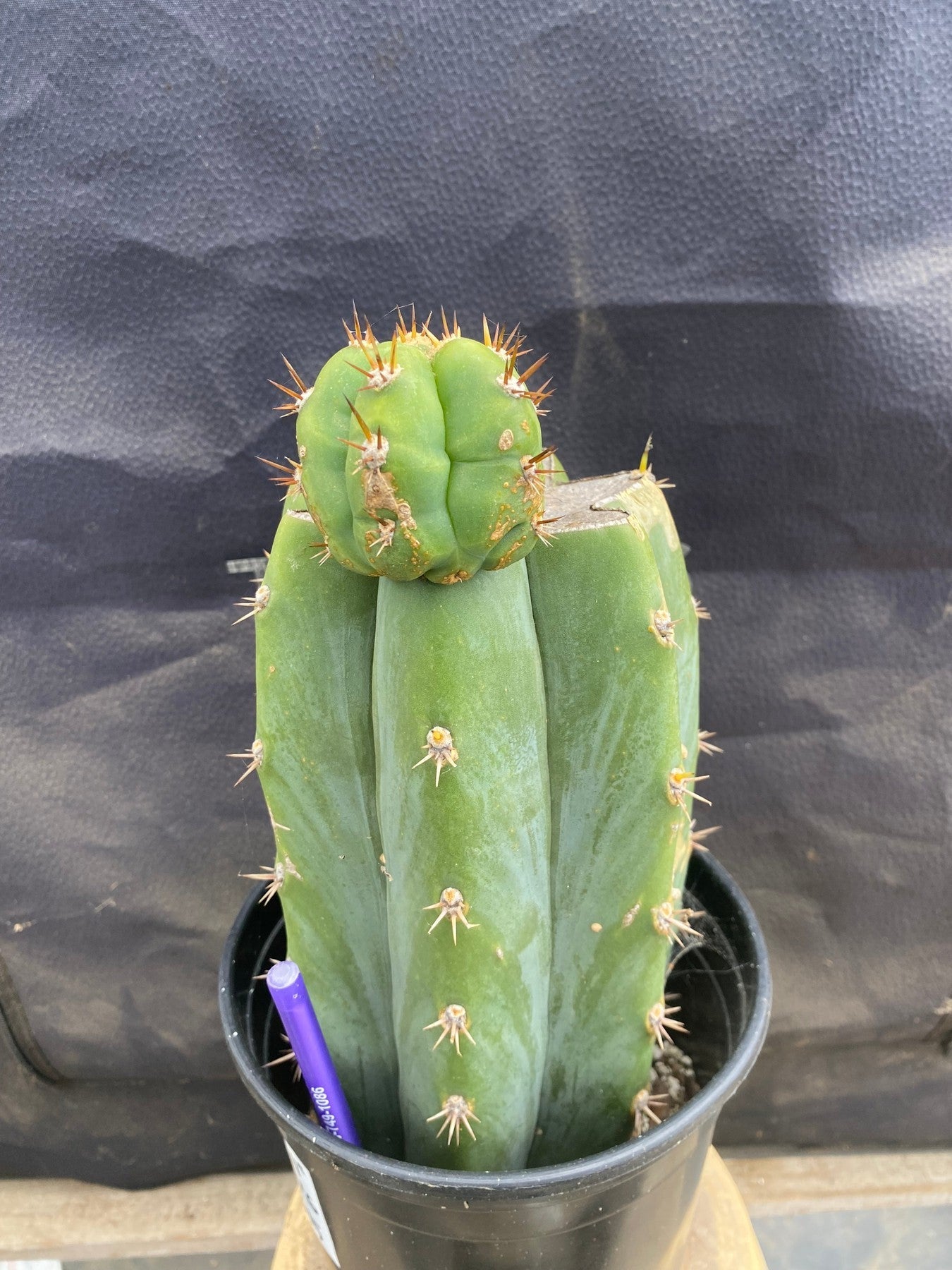 #EC376 EXACT Trichocereus Hybrid Bridgesii Lee X Huarazensis Cactus 11”-Cactus - Large - Exact-The Succulent Source