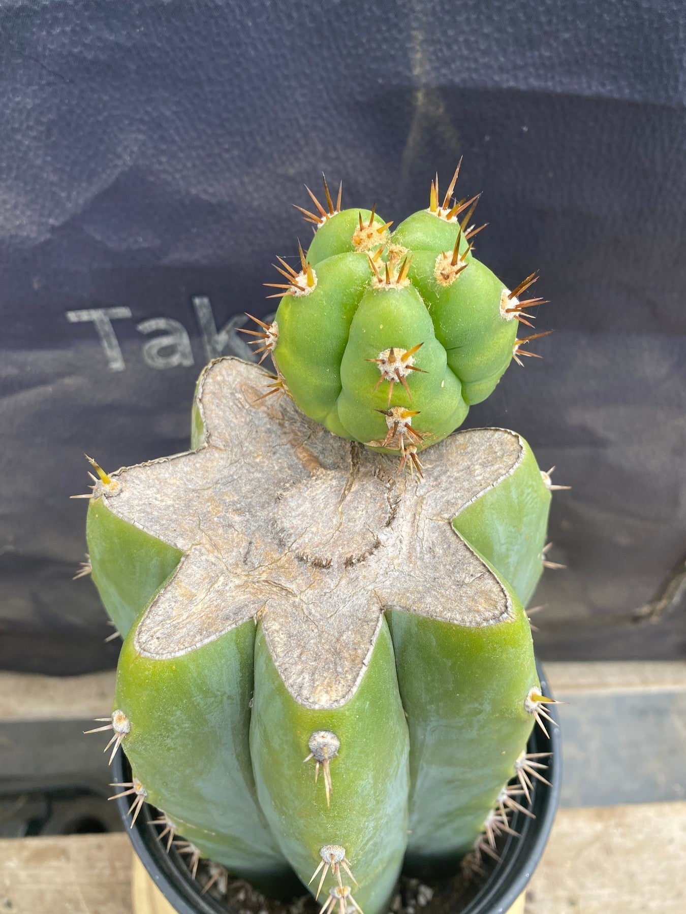 #EC376 EXACT Trichocereus Hybrid Bridgesii Lee X Huarazensis Cactus 11”-Cactus - Large - Exact-The Succulent Source
