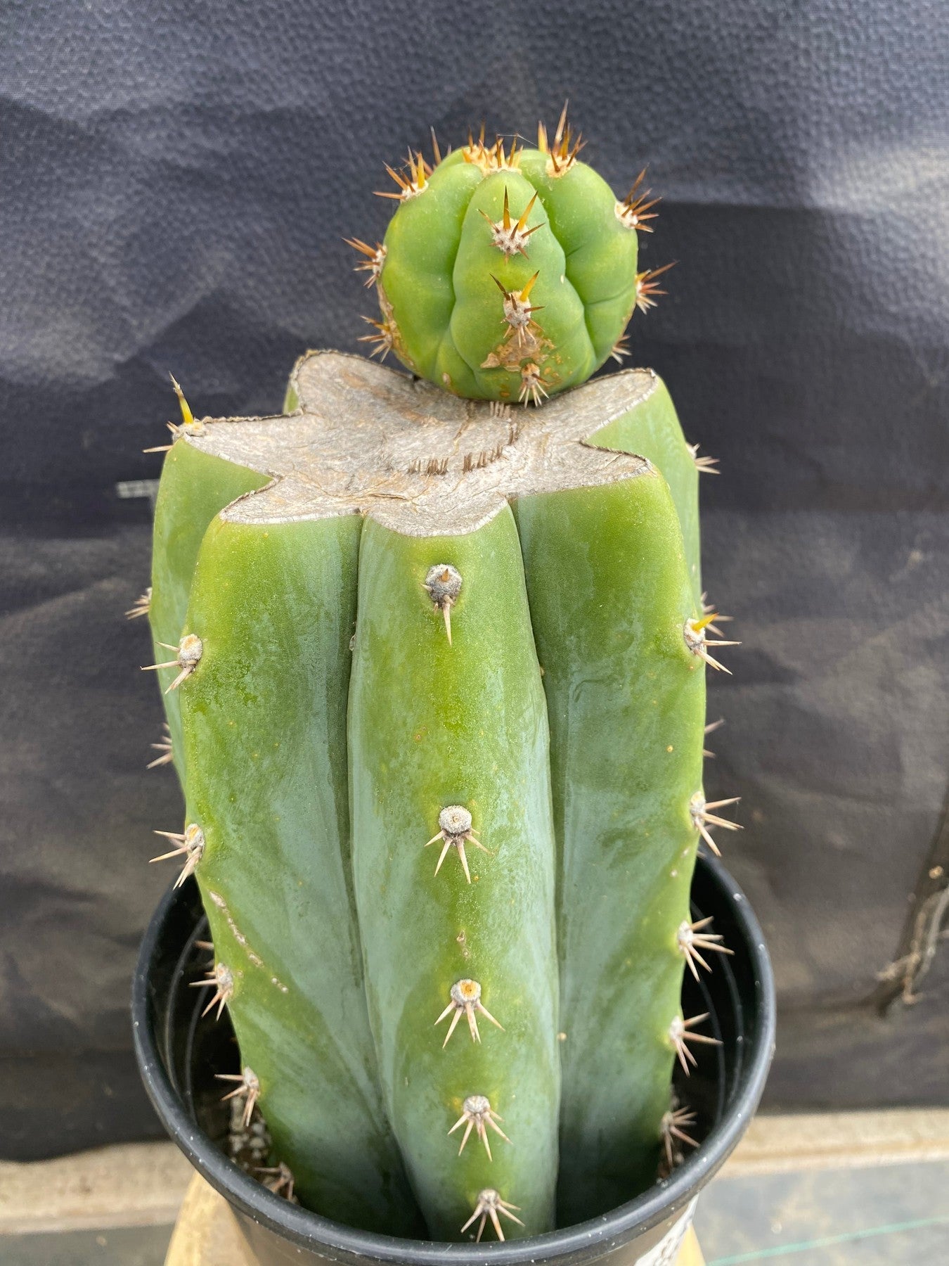 #EC376 EXACT Trichocereus Hybrid Bridgesii Lee X Huarazensis Cactus 11”-Cactus - Large - Exact-The Succulent Source