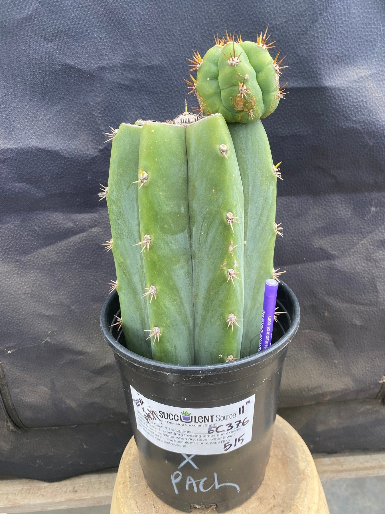 #EC376 EXACT Trichocereus Hybrid Bridgesii Lee X Huarazensis Cactus 11”-Cactus - Large - Exact-The Succulent Source